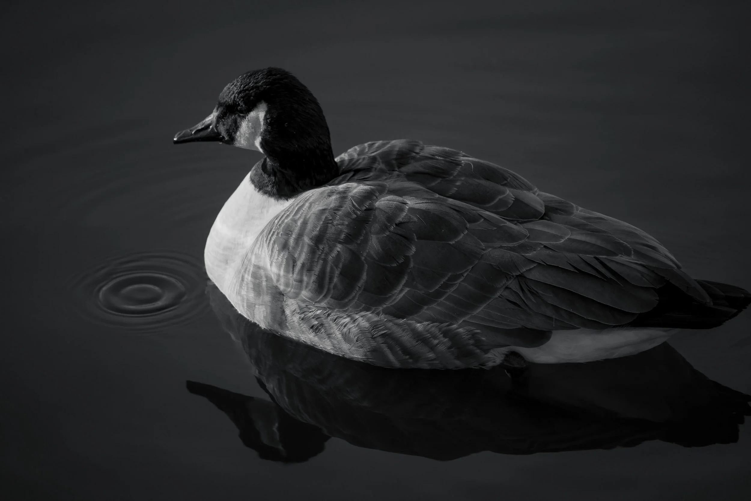IlianaRomanul-Canadian Goose B&W.jpg