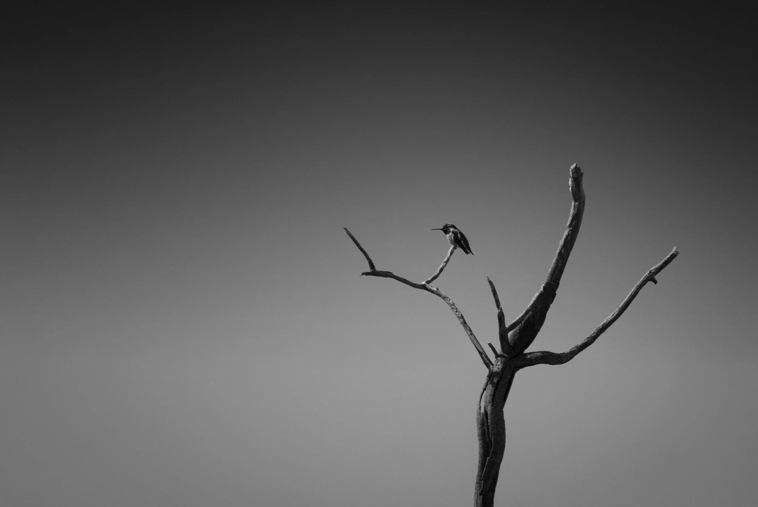 iliana-romanul-sentinel-perched.jpg