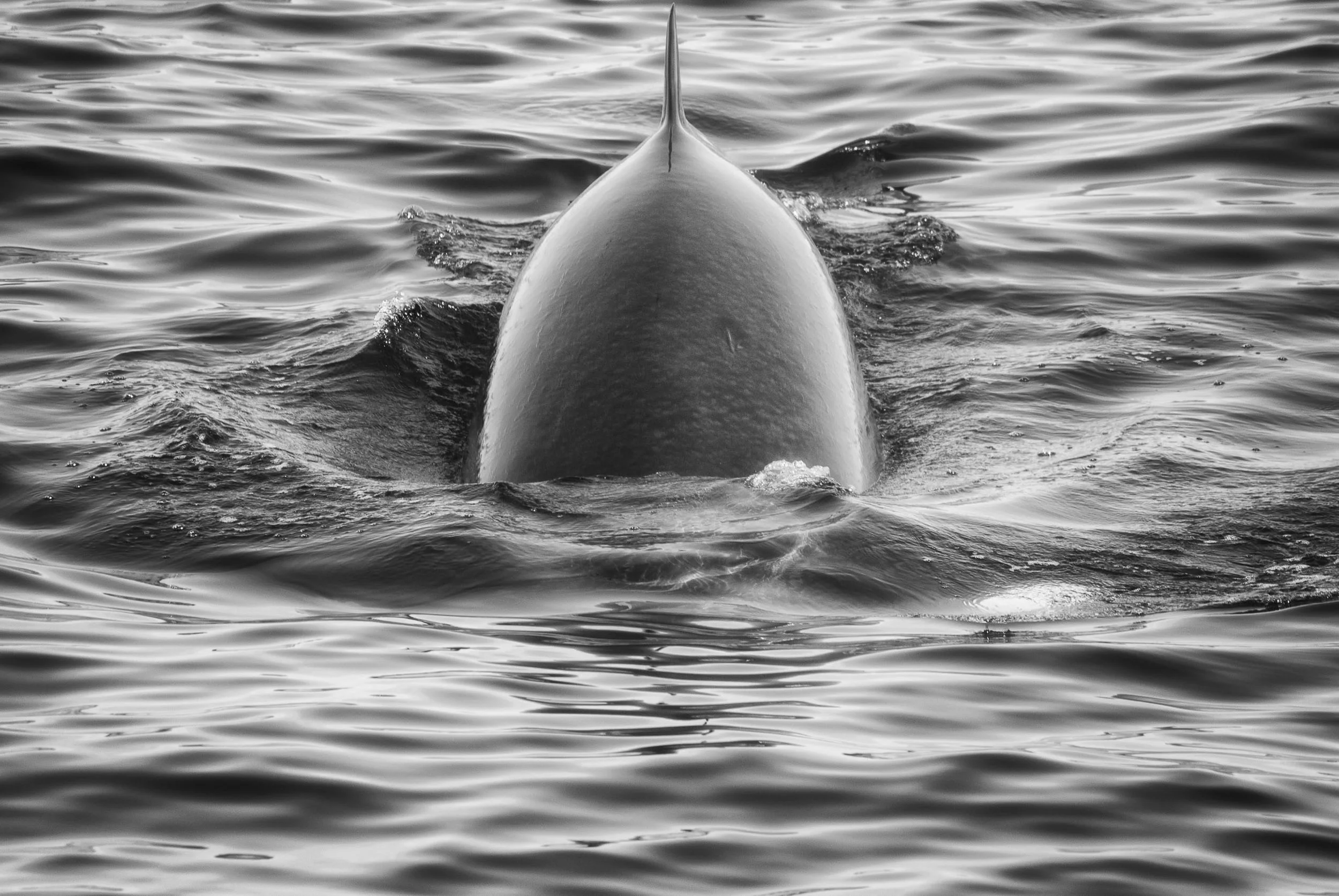 IlianaRomanul-Whale-Dive-BW.jpg