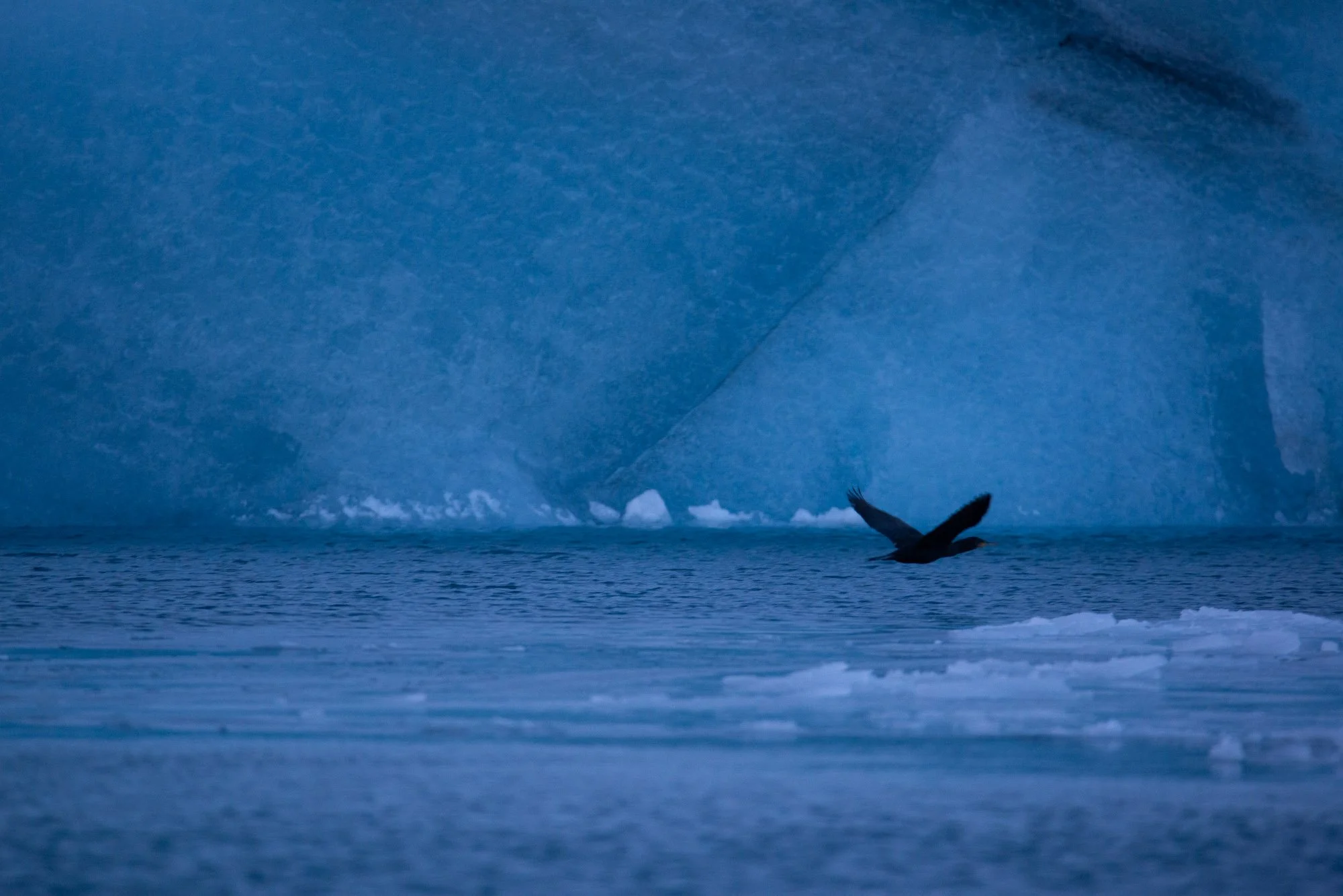 iliana-romanul-cormorant & iceberg-web.jpg