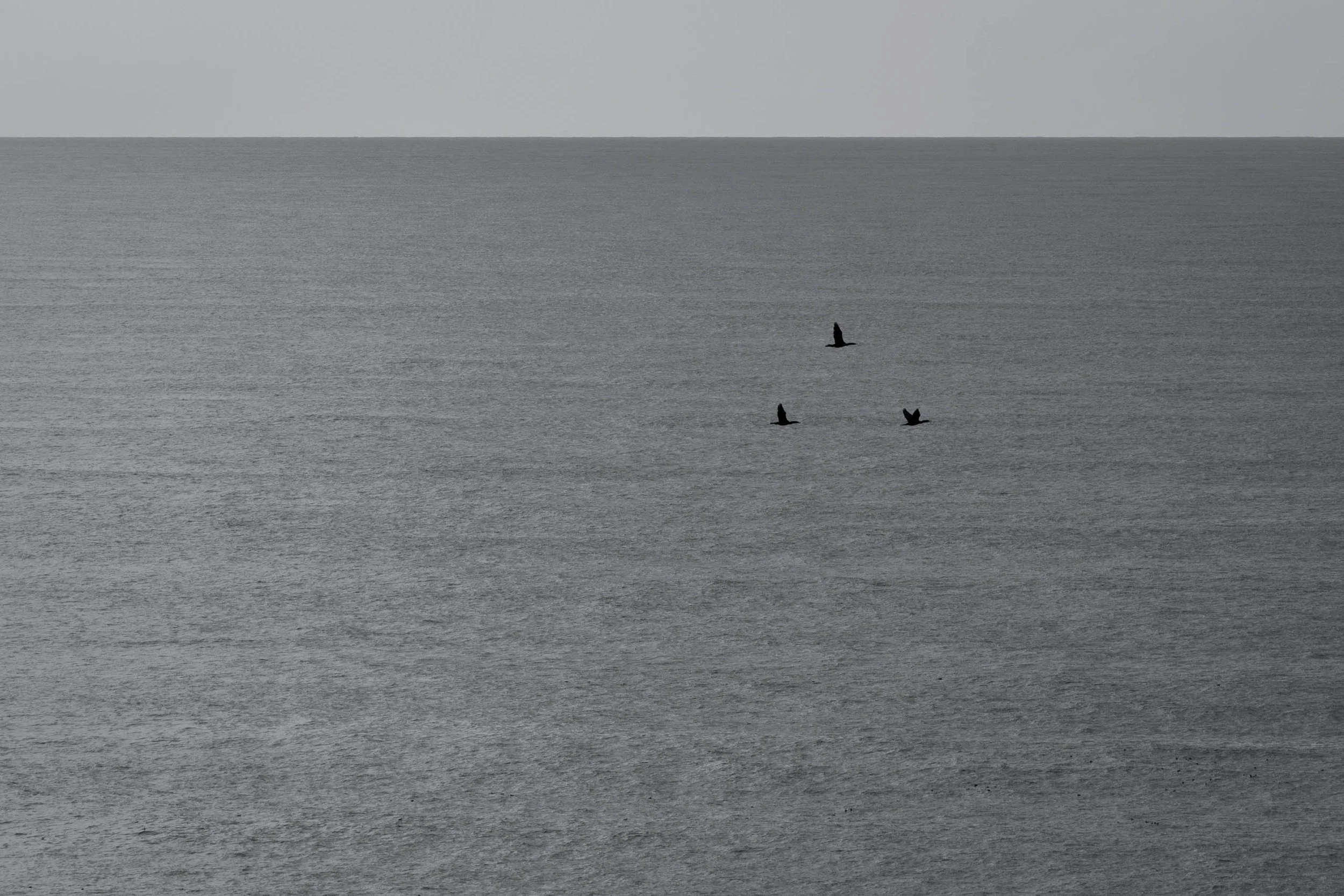 Three cormorants flying low over a vast gray open sea beneath a spare horizon.