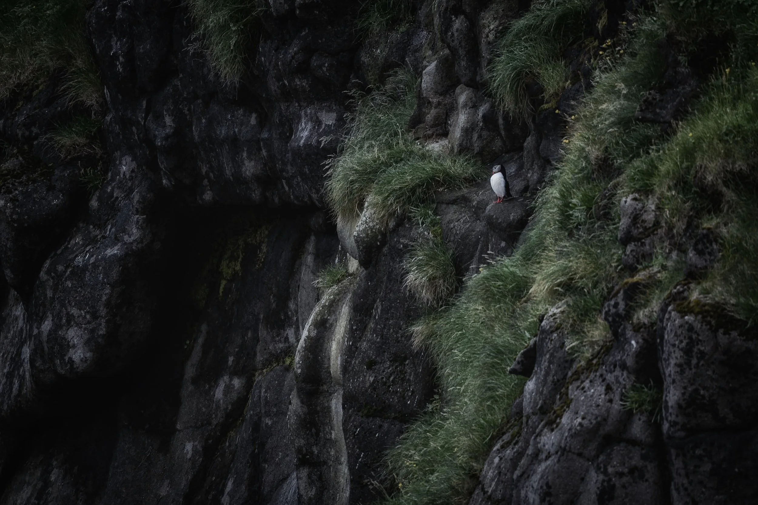 iliana-romanul-puffin-cliff-faroe-islands.jpg