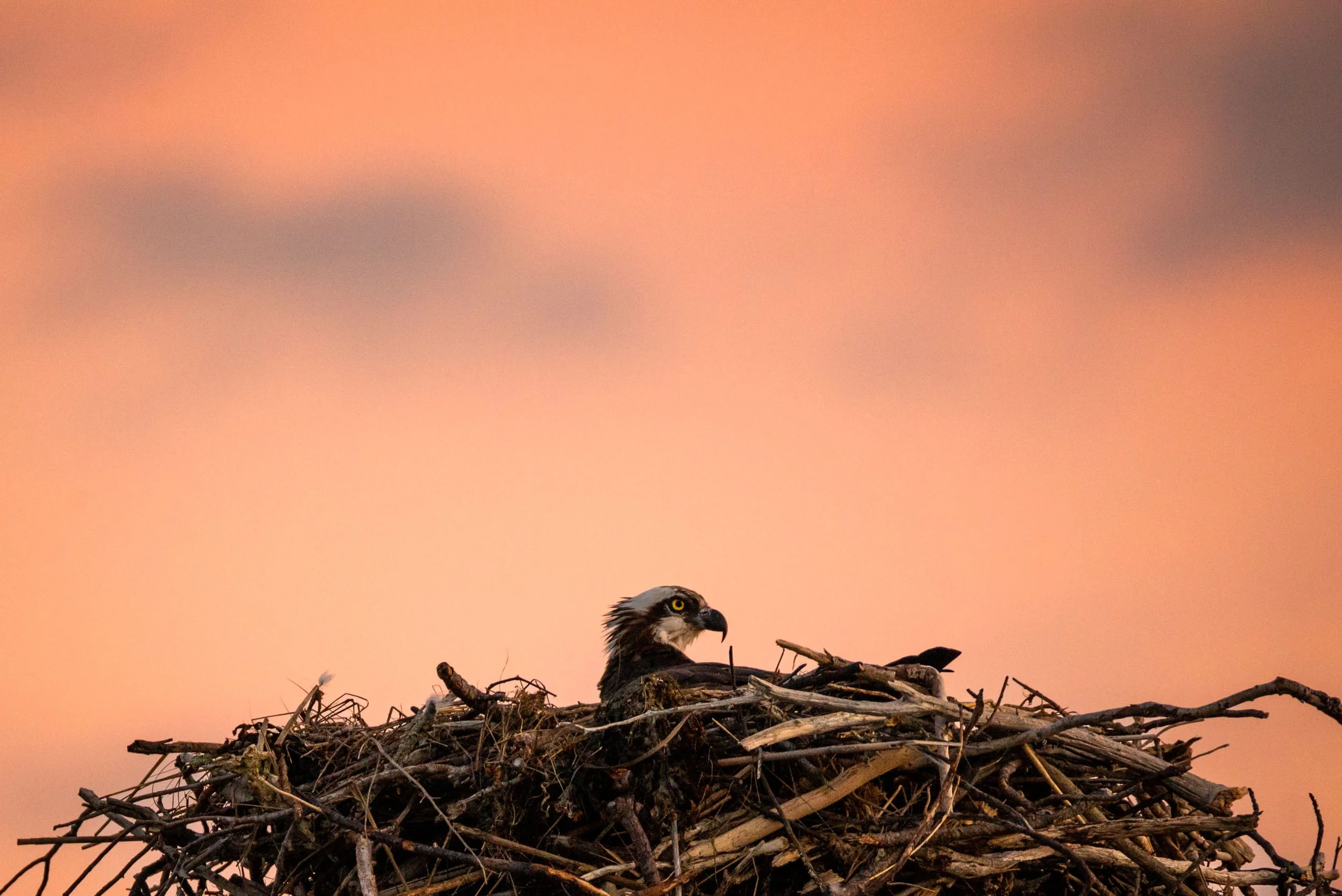 iliana-romanul-osprey-nest-sunset.jpg