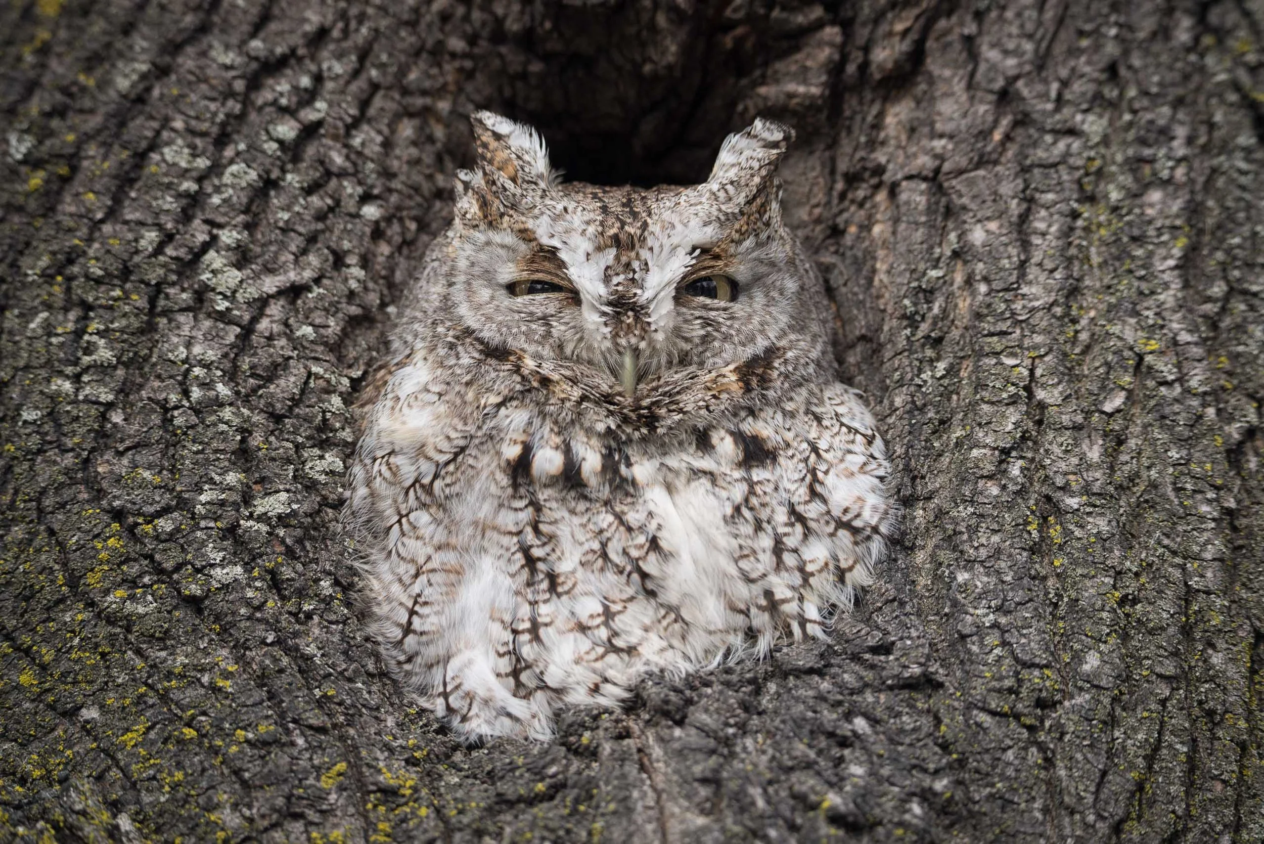 iliana-romanul-screech-owl-staring.jpg