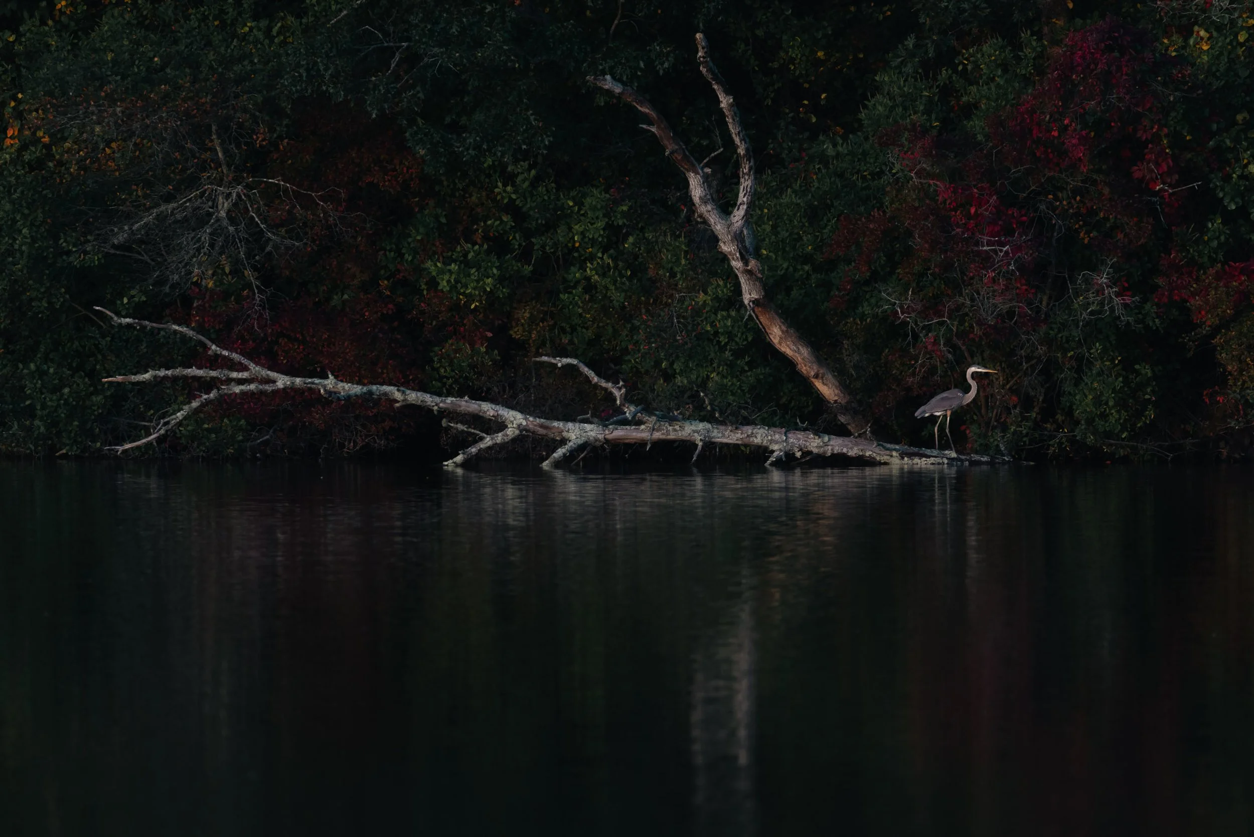 IlianaRomanul-Autumn-Great-Blue-Heron-on-Log.jpg
