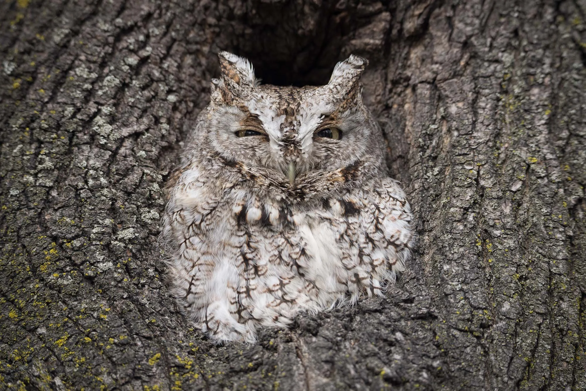 iliana-romanul-hollow-owl.jpg