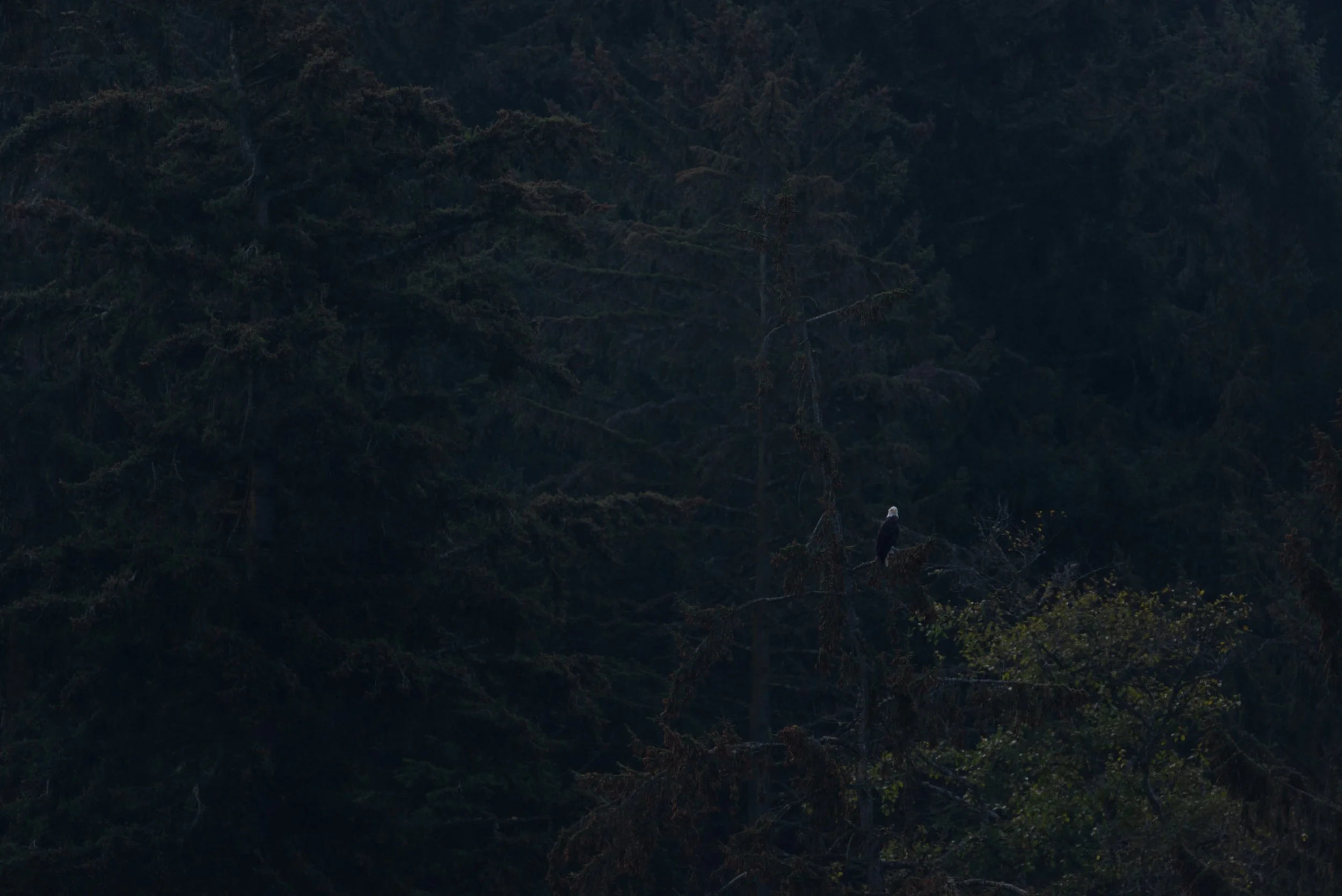 IlianaRomanul-Bald Eagle In The Pines.jpg