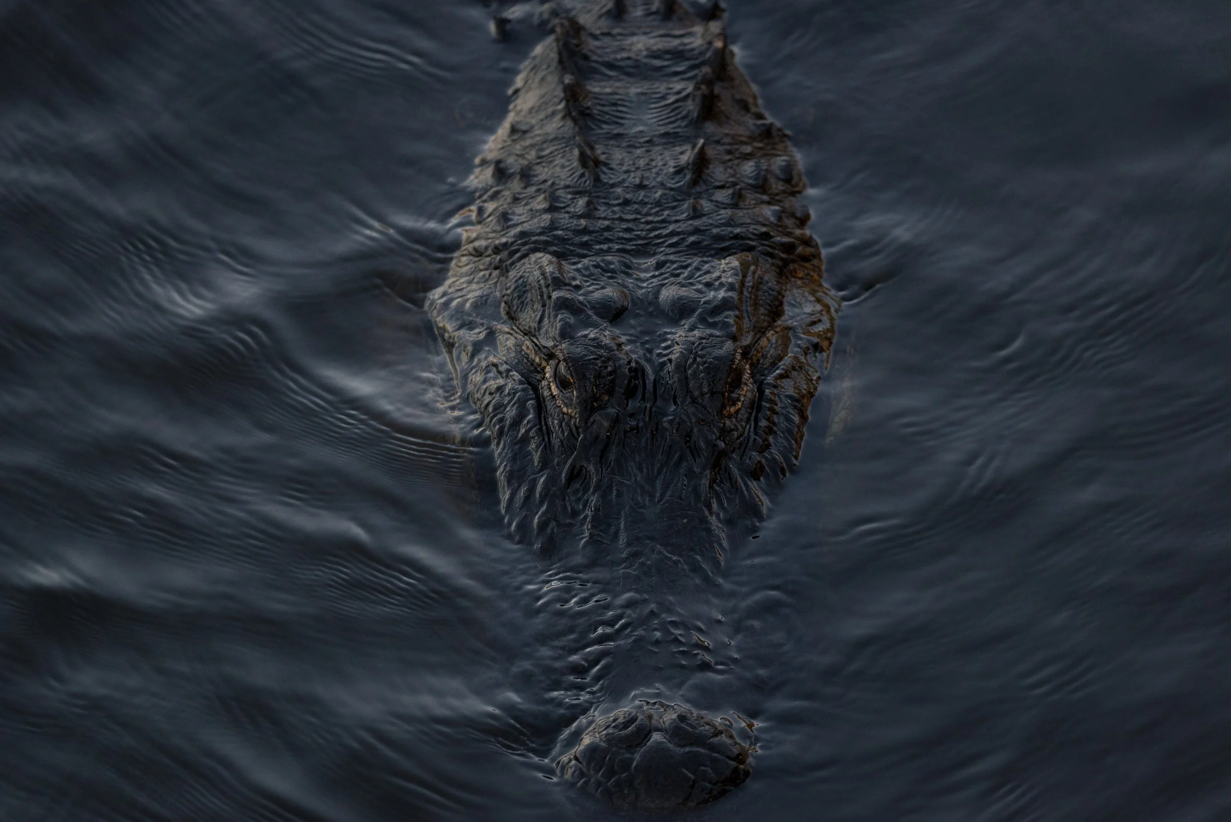 IlianaRomanul-Alligator-Lurking-Portrait.jpg