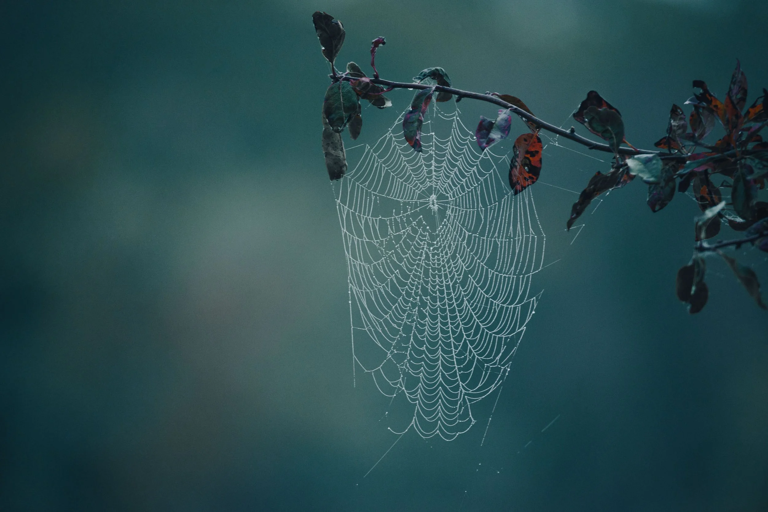 Dew-covered spiderweb hanging from a branch against a cool teal background.