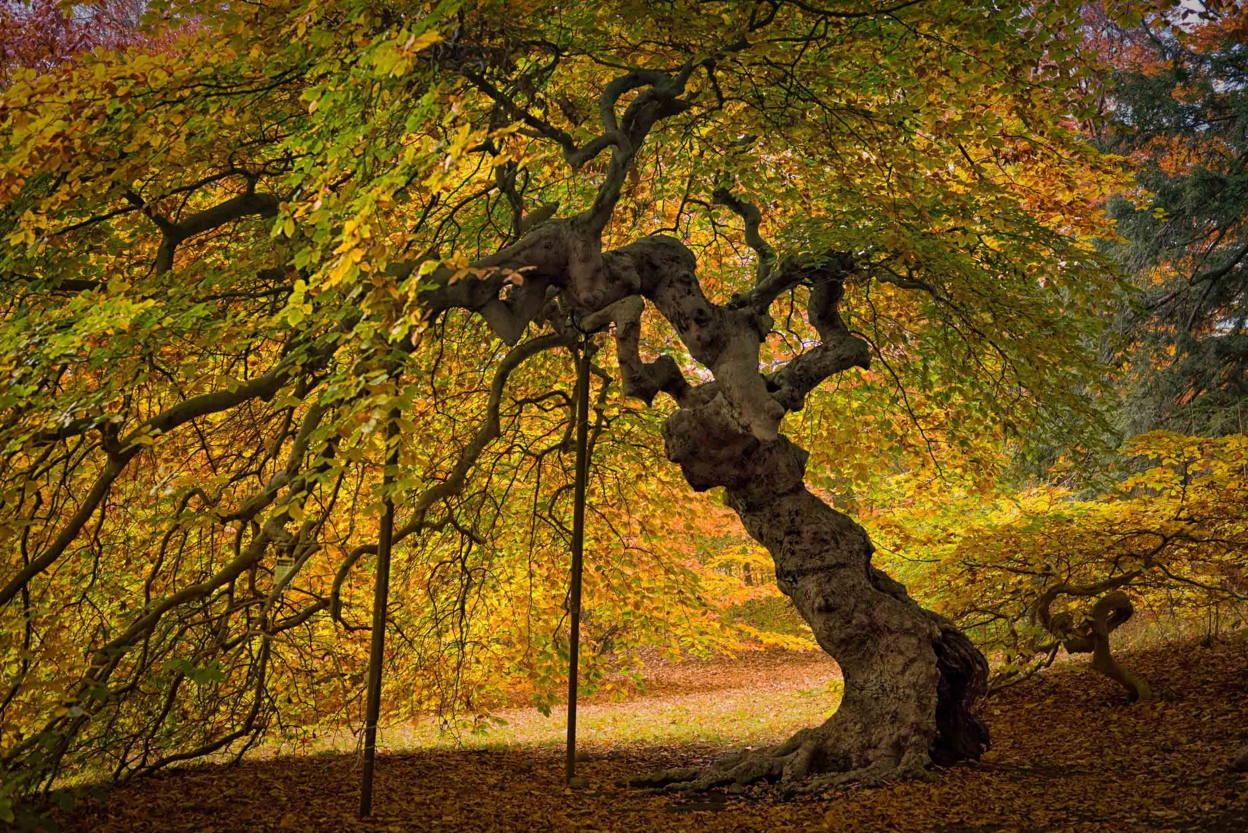 iliana-romanul-sentinel-old-autumn-tree.jpg