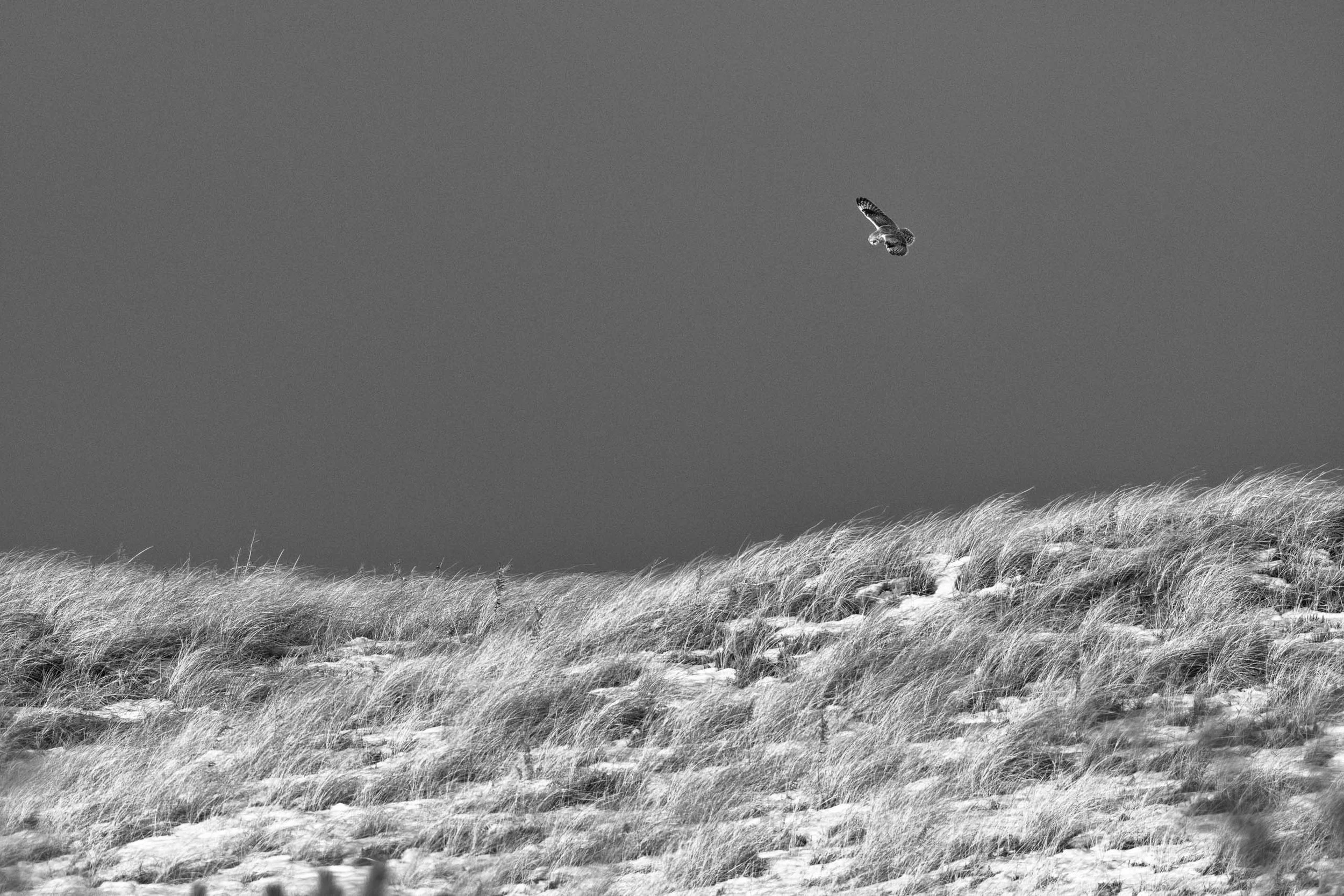IlianaRomanul-Short-Eared-Owl-Over-Snowy-Dunes-B&W.jpg