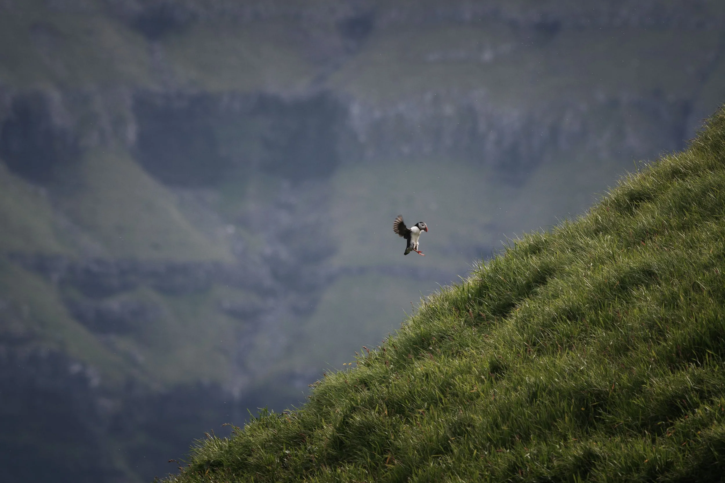 IlianaRomanul-Puffin Flying Landing.jpg