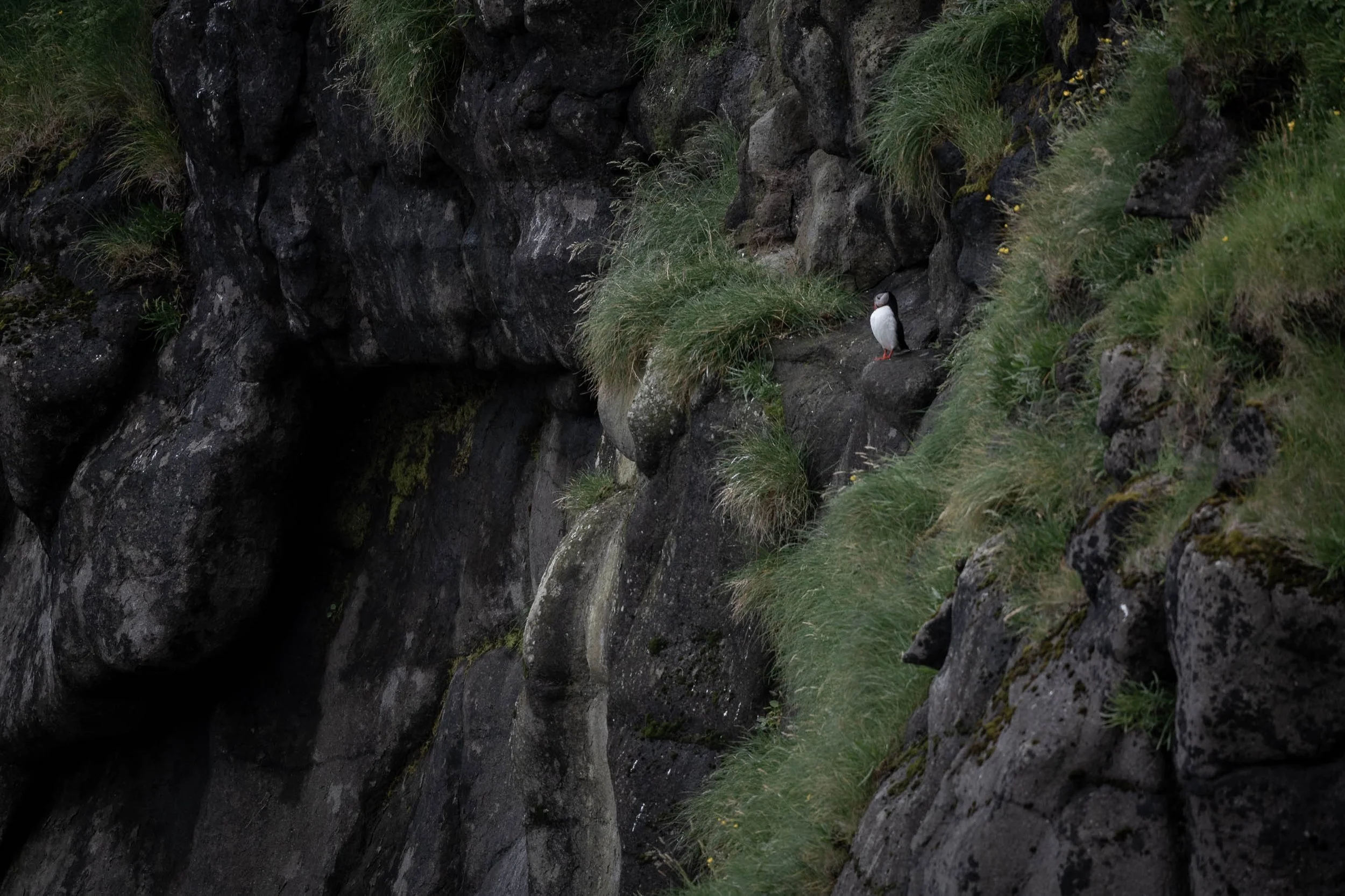 iliana-romanul-puffin-on-stone-wall.jpg