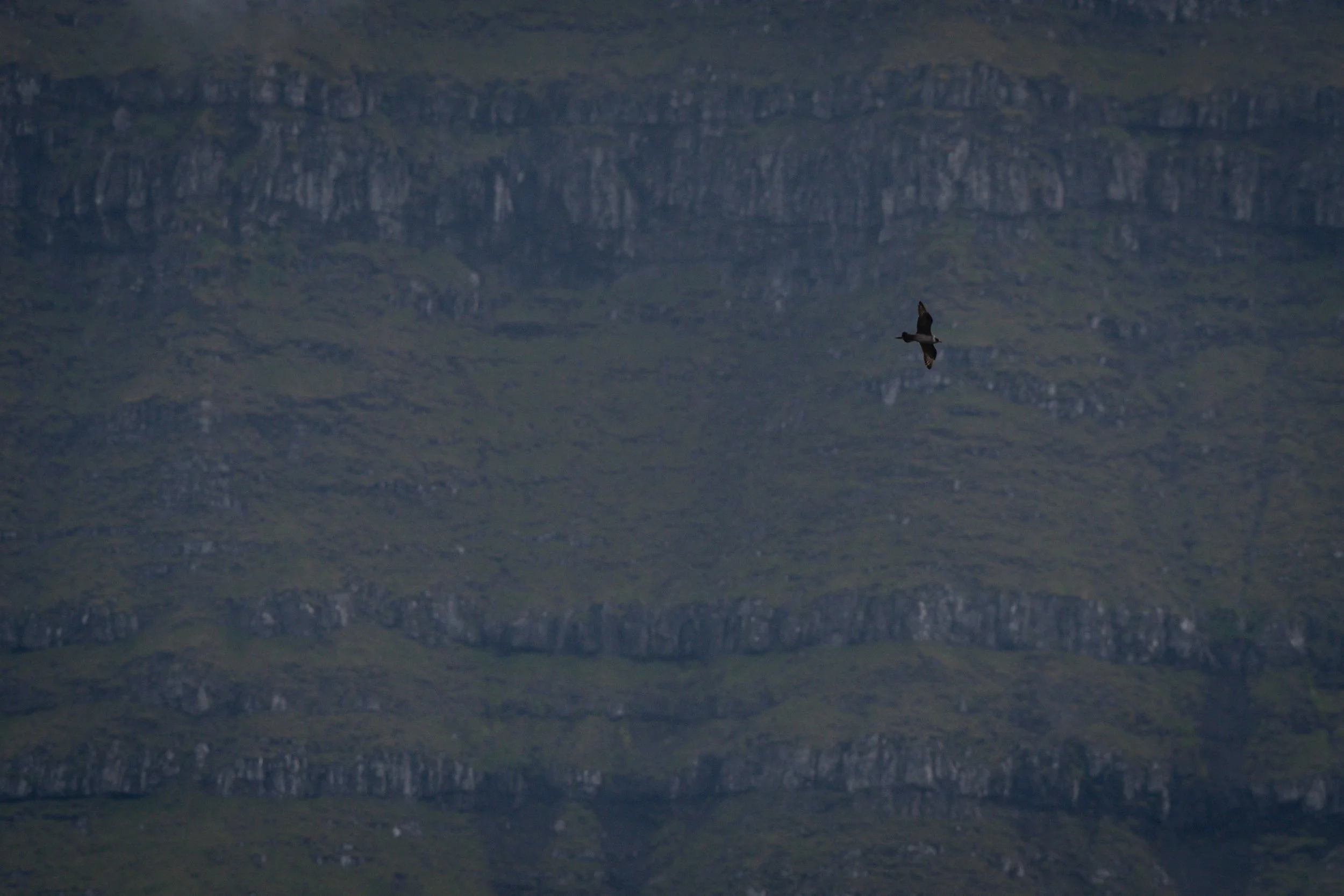 iliana-romanul-birds-arctic-skua-cliff.jpg