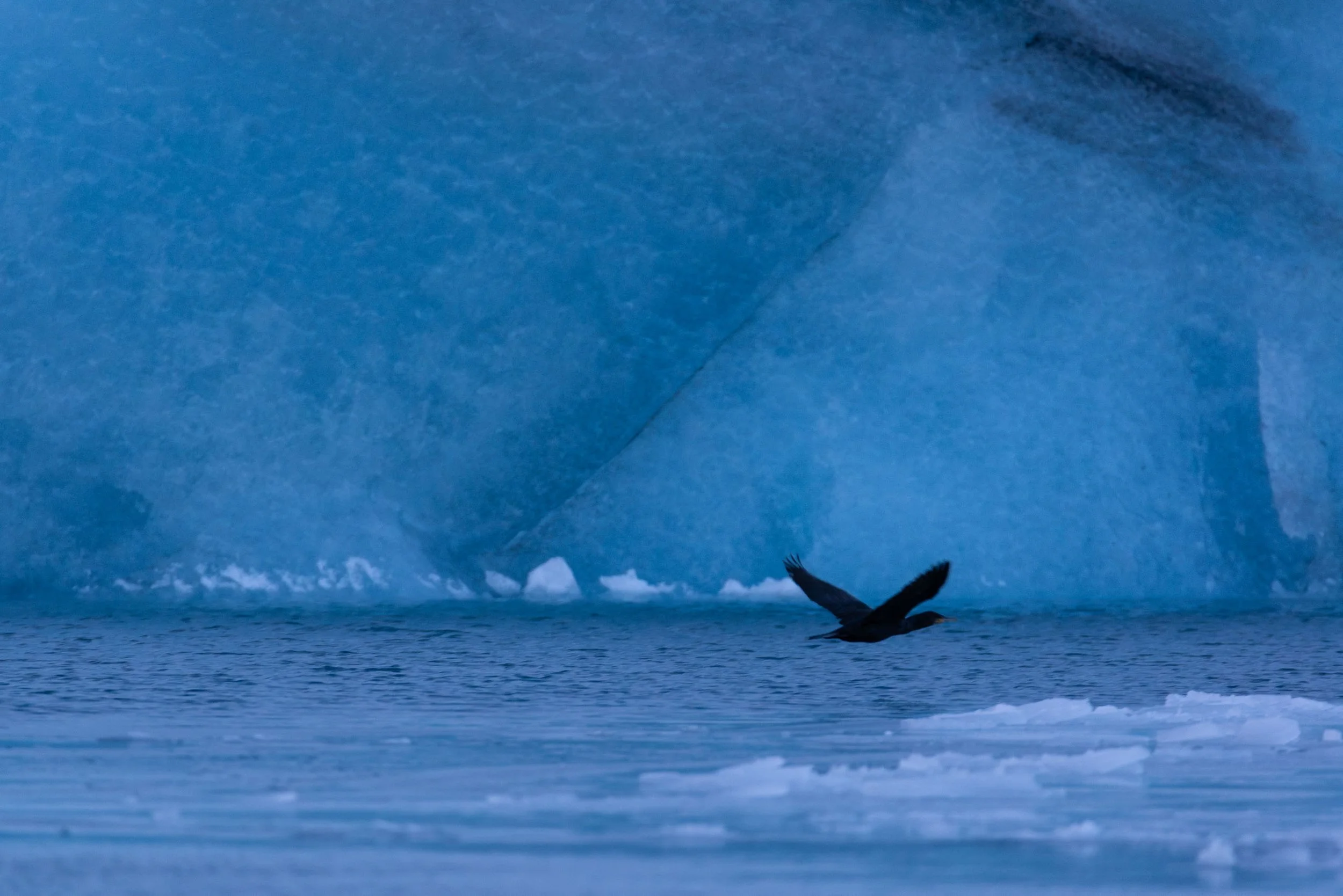 Cormorant flying low across blue glacial water in front of an iceberg.