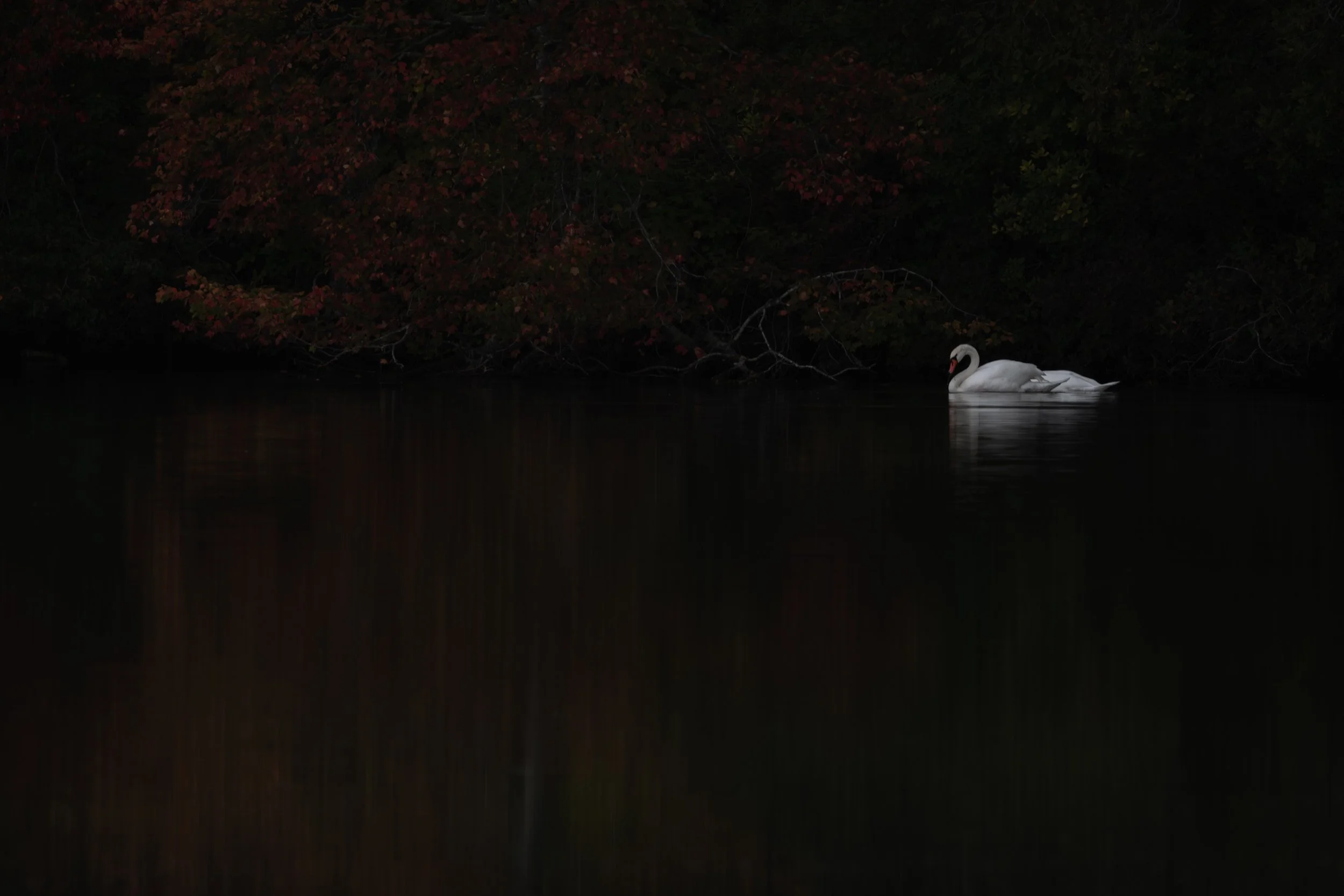 IlianaRomanul-Dark-swan-on-water.jpg