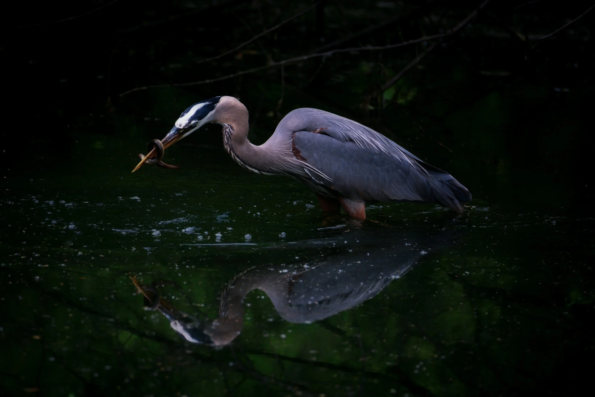 IlianaRomanul-Great-Blue-Heron-with-Eel-Reflection-Horizontal.jpg