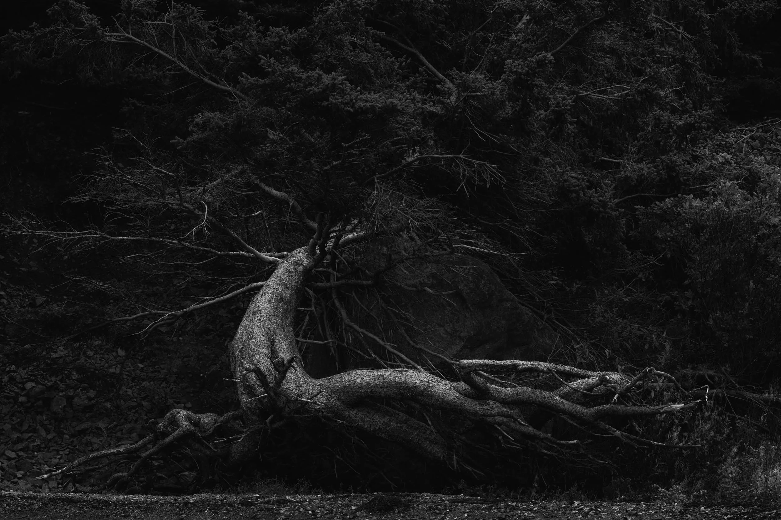 A fallen tree with bare branches lies on the ground in a dark, wooded area, with overgrown underbrush and trees in the background.