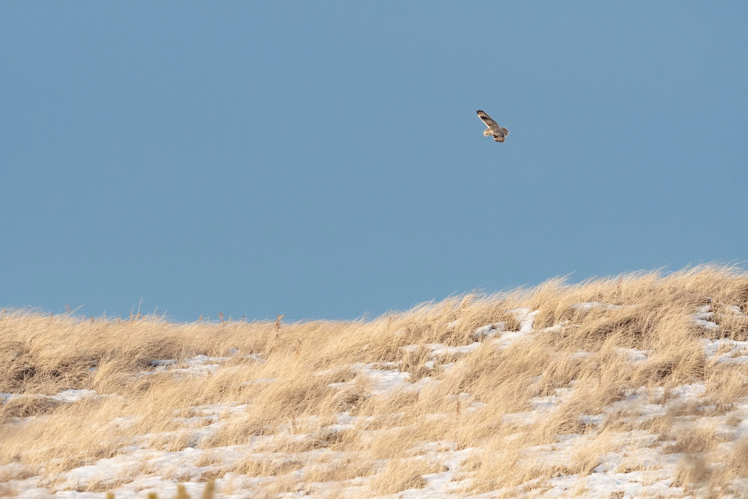 IlianaRomanul-Short-Eared-Owl-Over-Snowy-Dunes.jpg