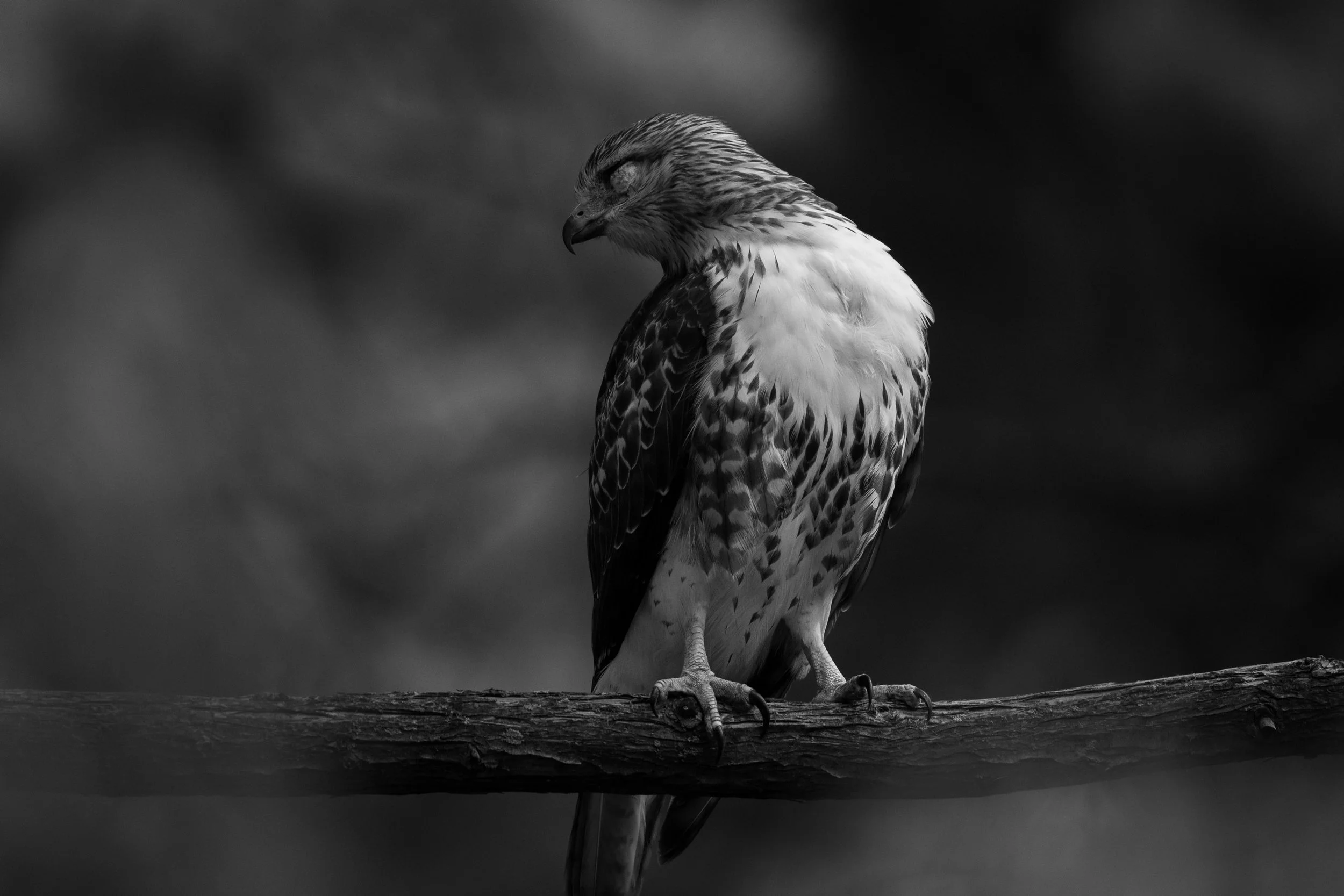 IlianaRomanul-Red-Tailed-Hawk-Perched-BW.jpg