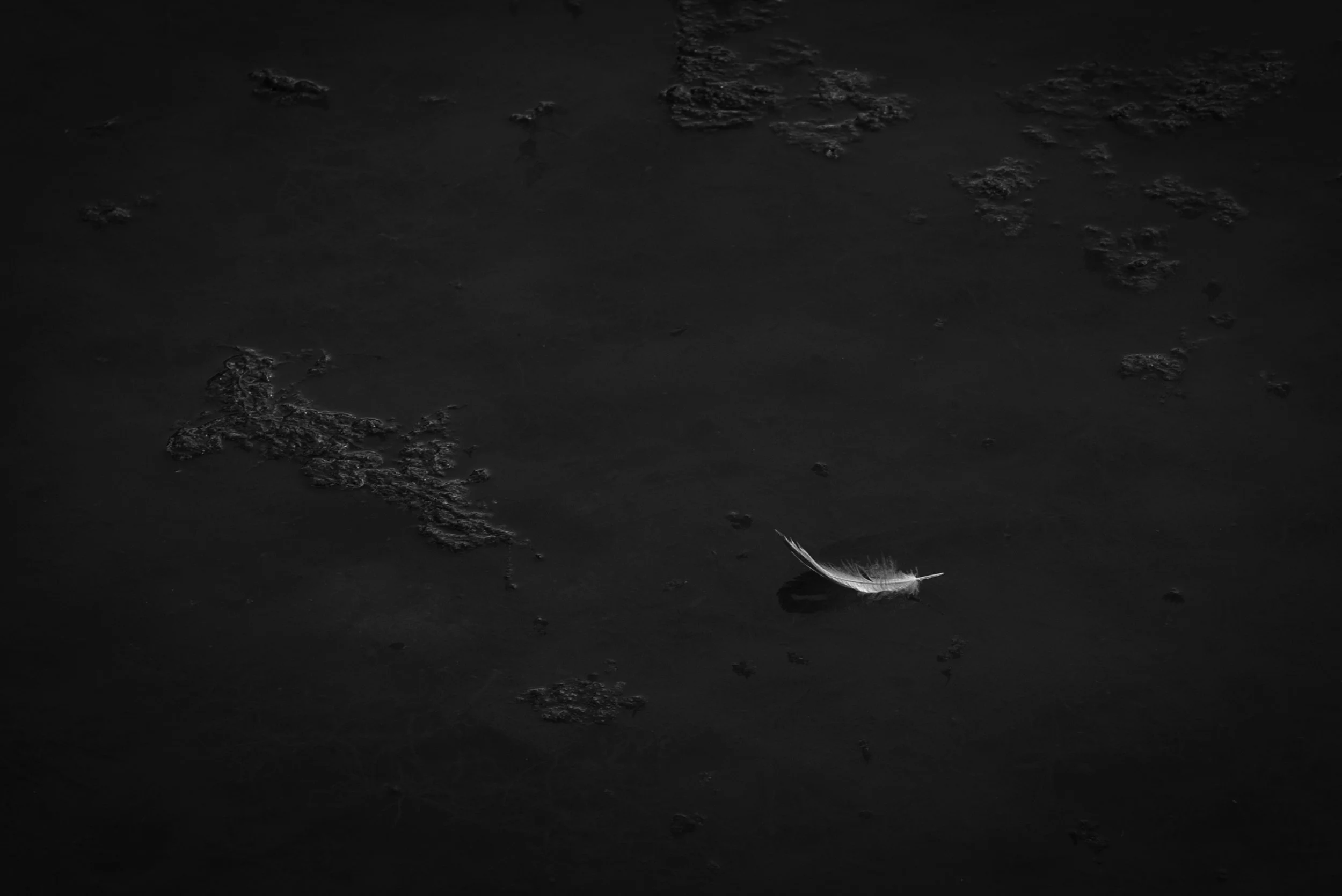 iliana-romanul-feather-dark-water.jpg