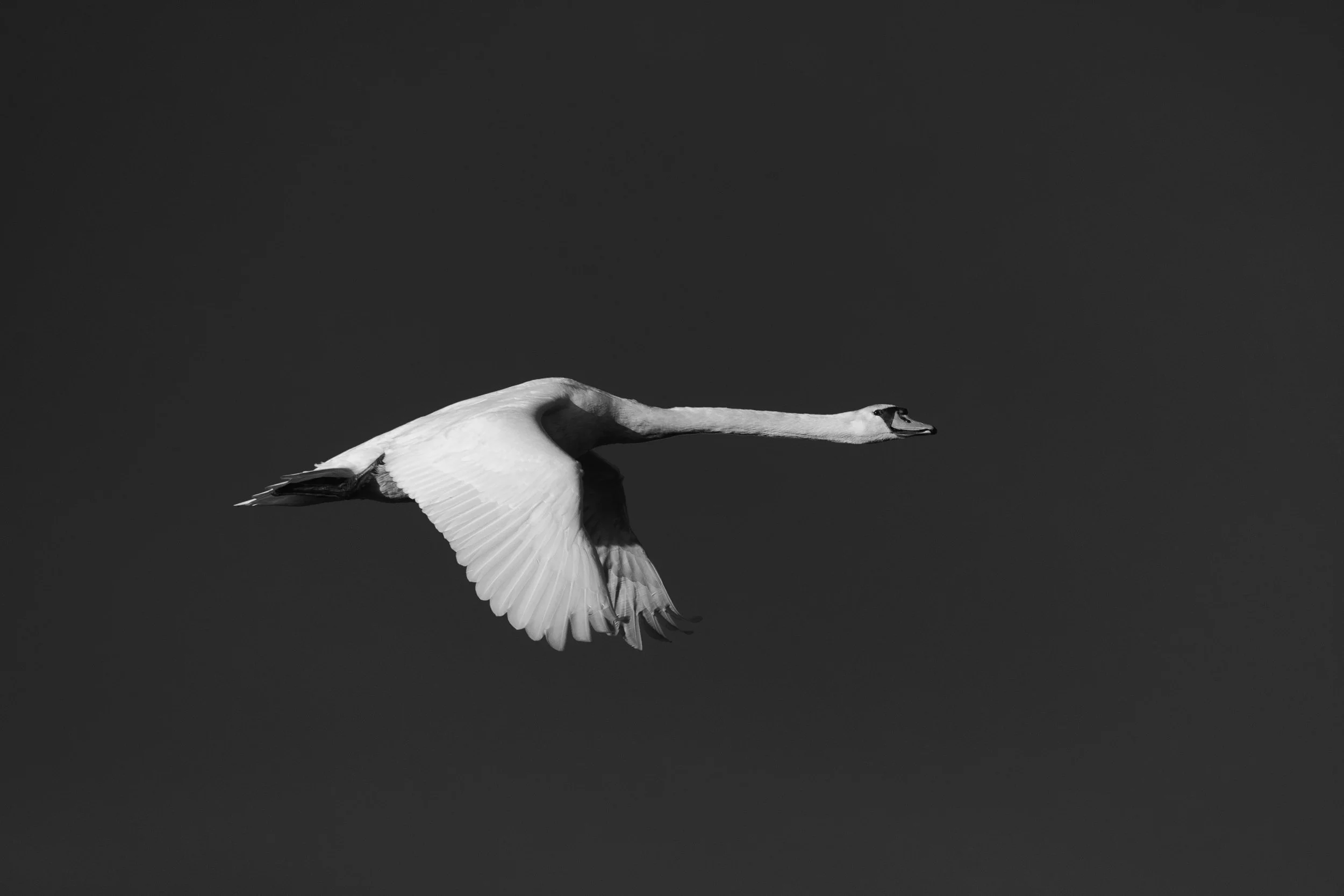 IlianaRomanul-swan-in-flight.jpg