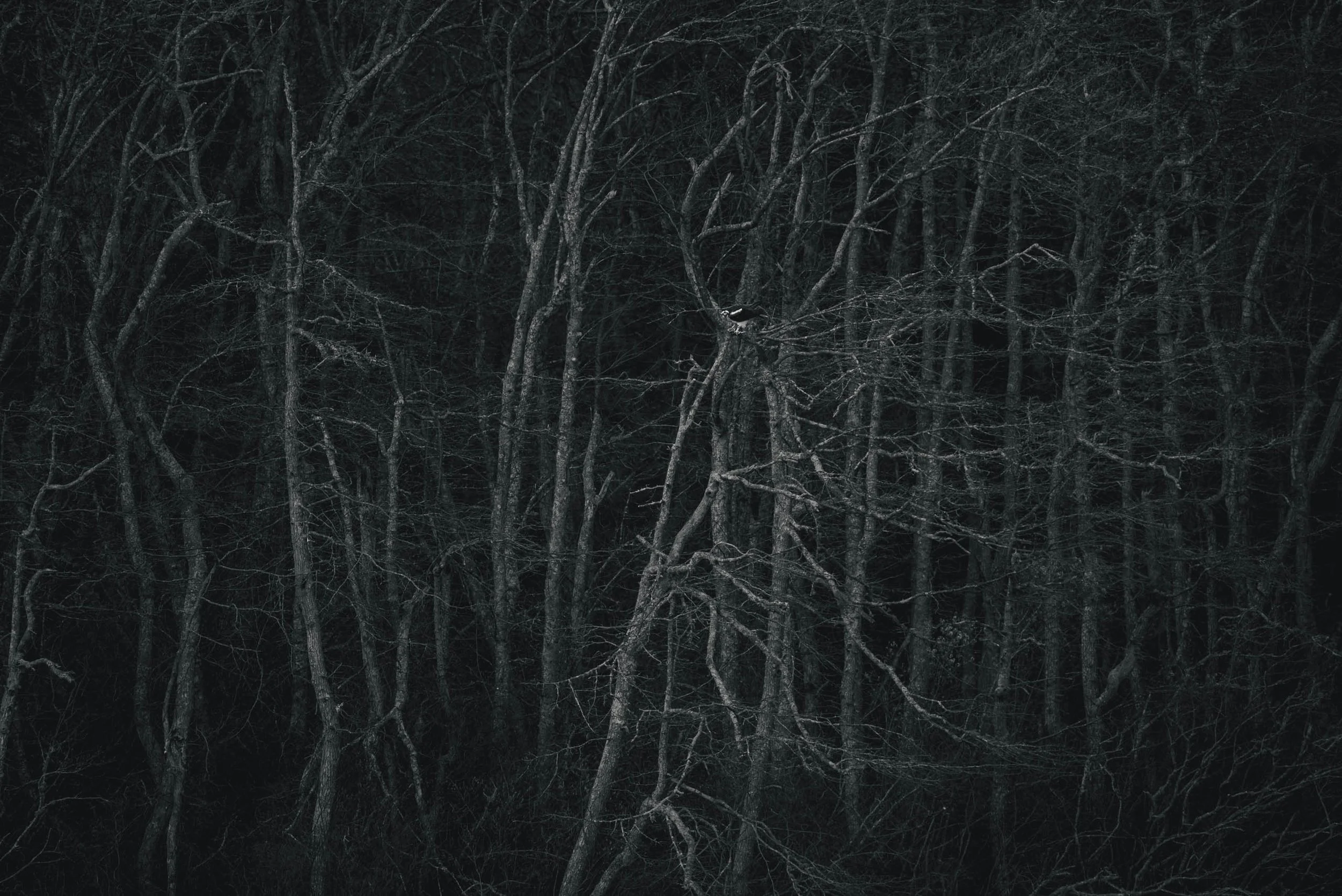 IlianaRomanul-Dusk-Osprey-In-Trees-B&W.jpg
