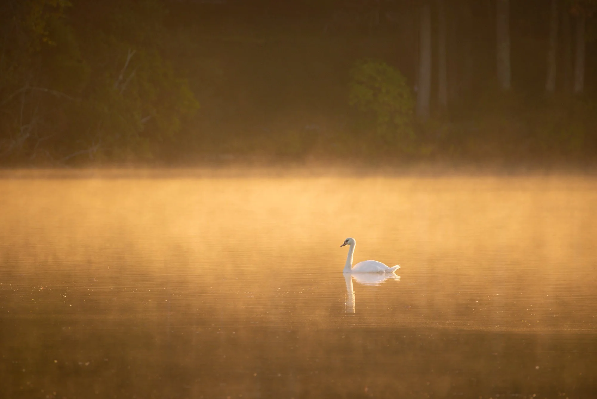 First Light, 2021