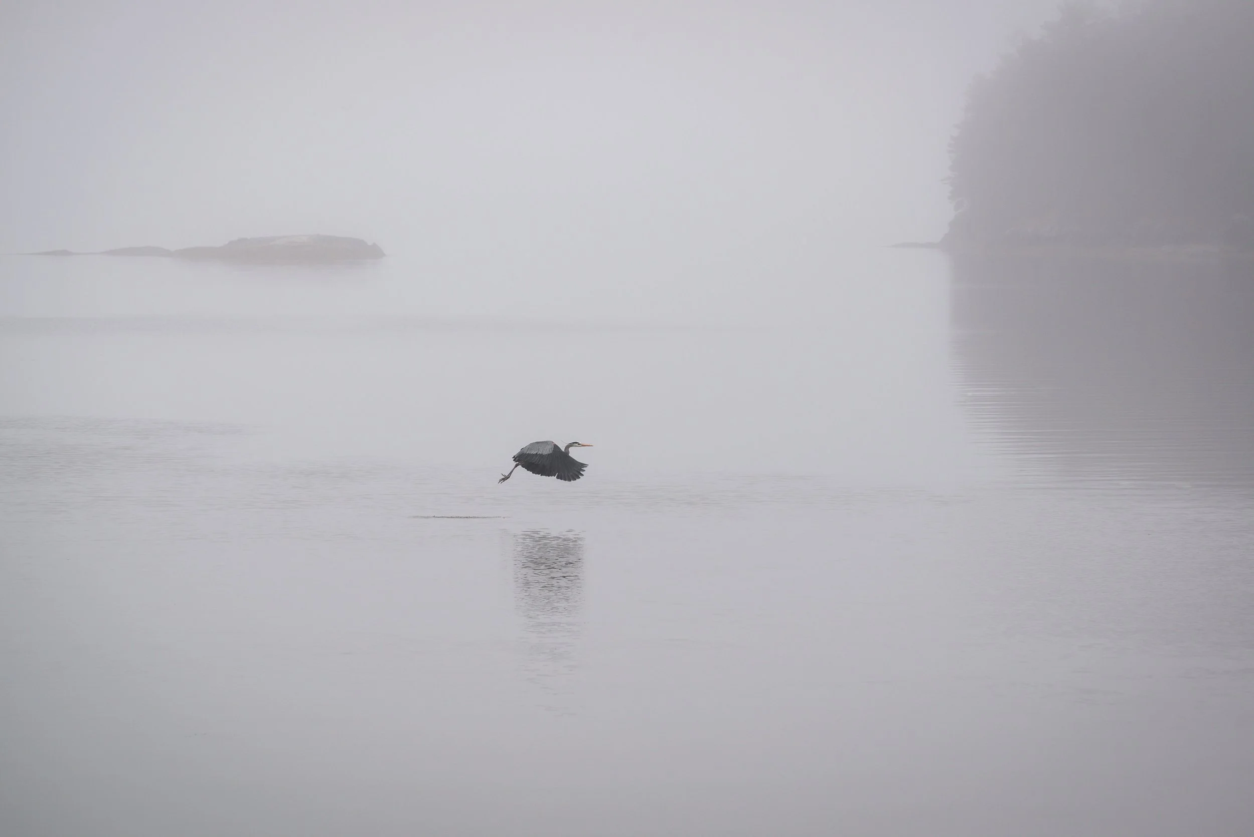 IlianaRomanul-Heron in fog.jpg