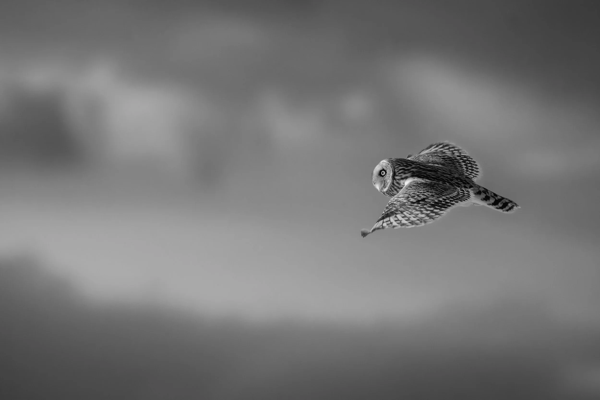 IlianaRomanul-Short Eared Owl Flight Straight Across B&W.jpg
