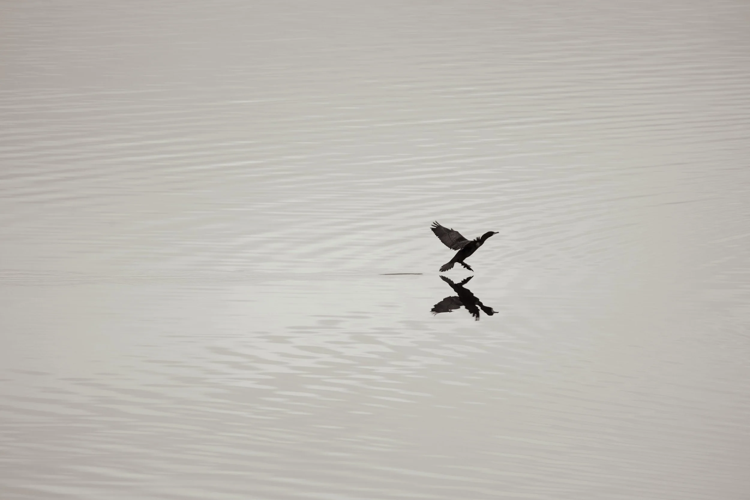 IlianaRomanul-Cormorant Landing BW.jpg