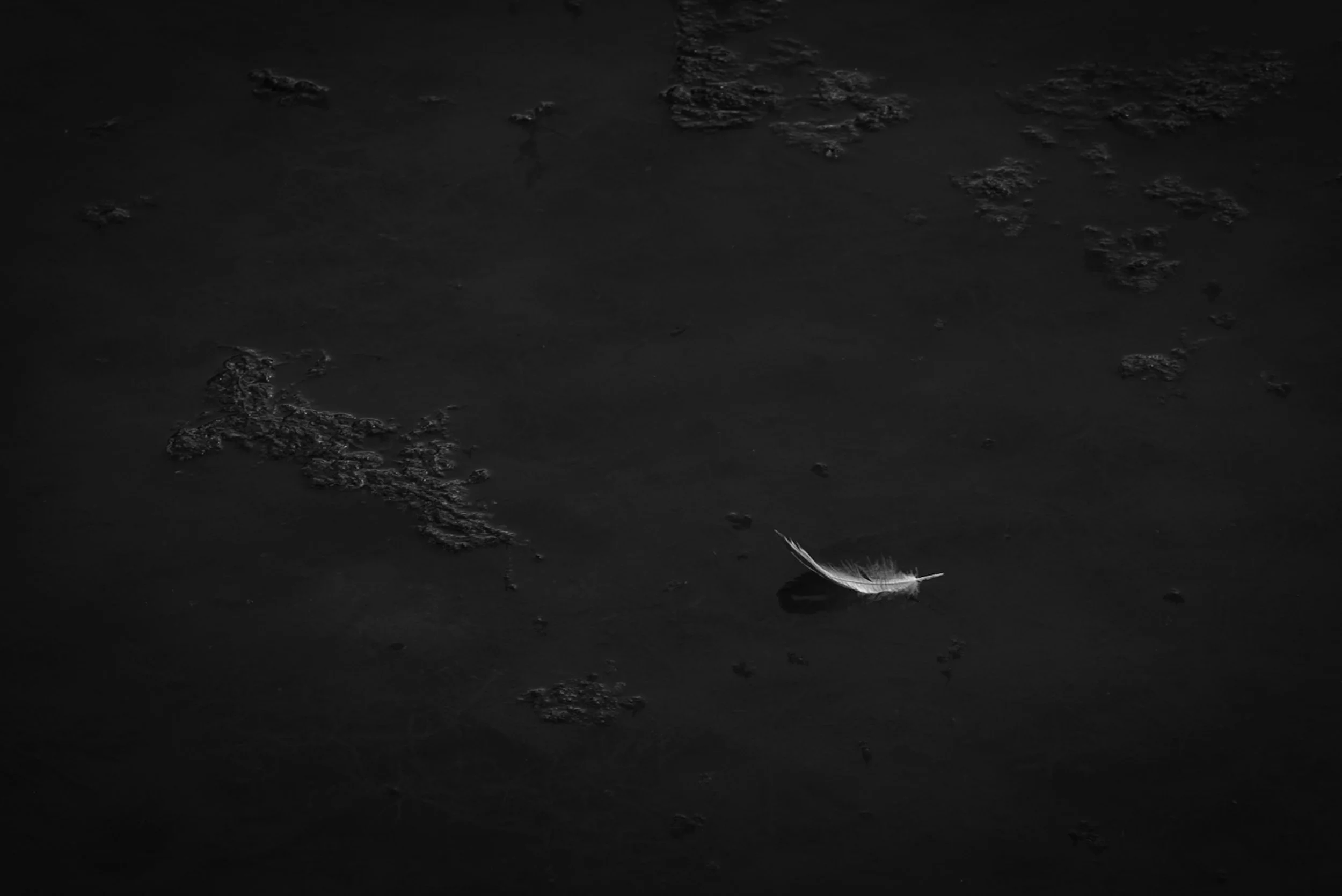 IlianaRomanul-The Feather.jpg