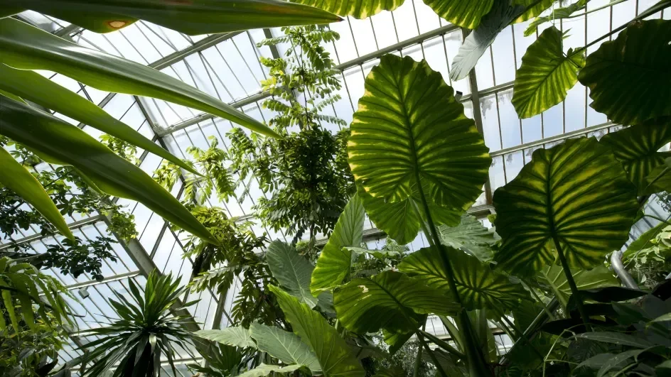 looking up in glasshouse.webp