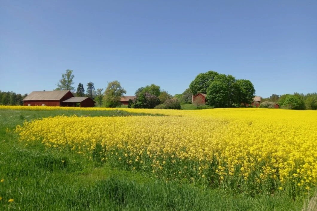 imgi_12_Loftahammar-landscape-yellow-field-2-1060x707.jpg