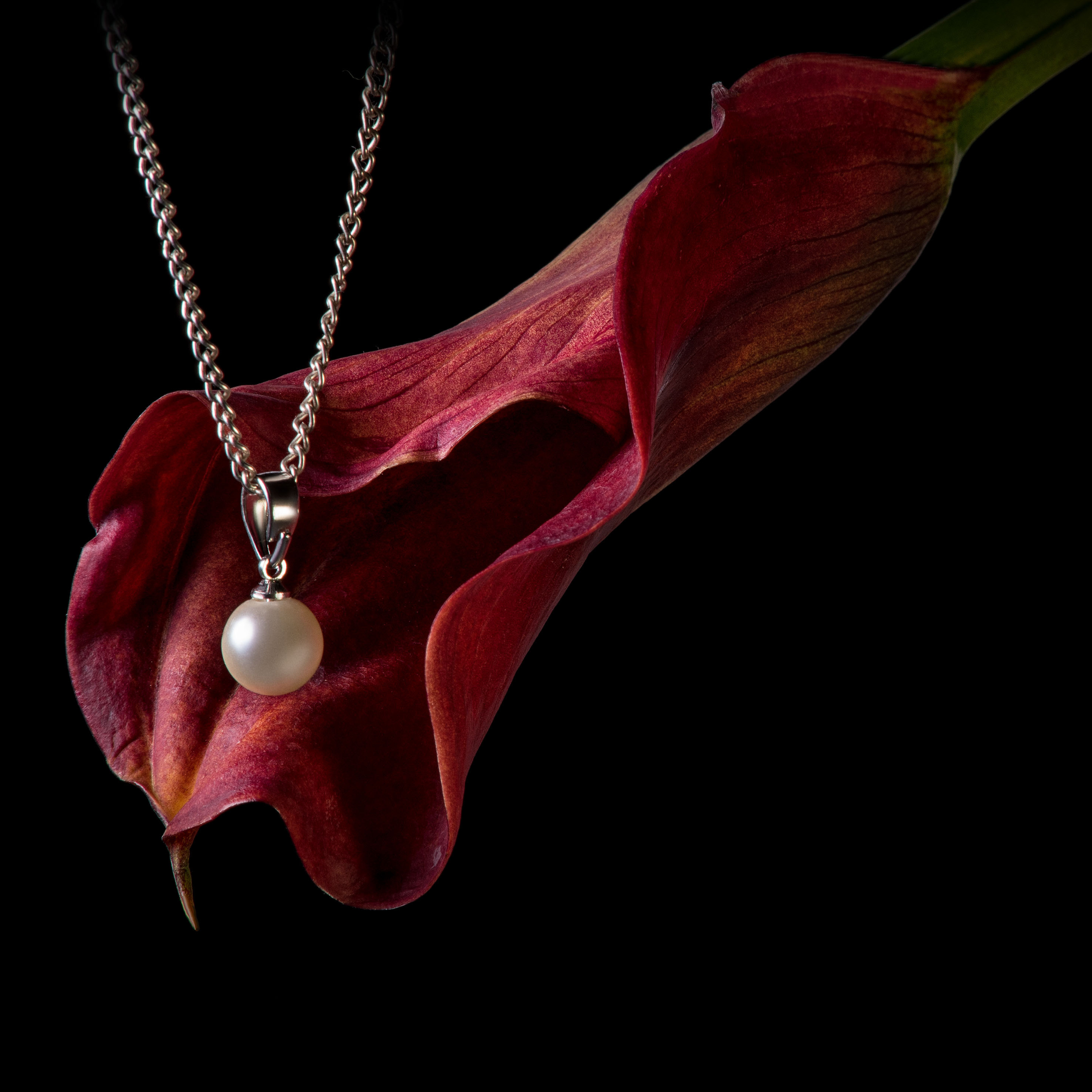 Close-up of a silver necklace with a large pearl pendant draped over a deep red, ruffled flower against a black background.