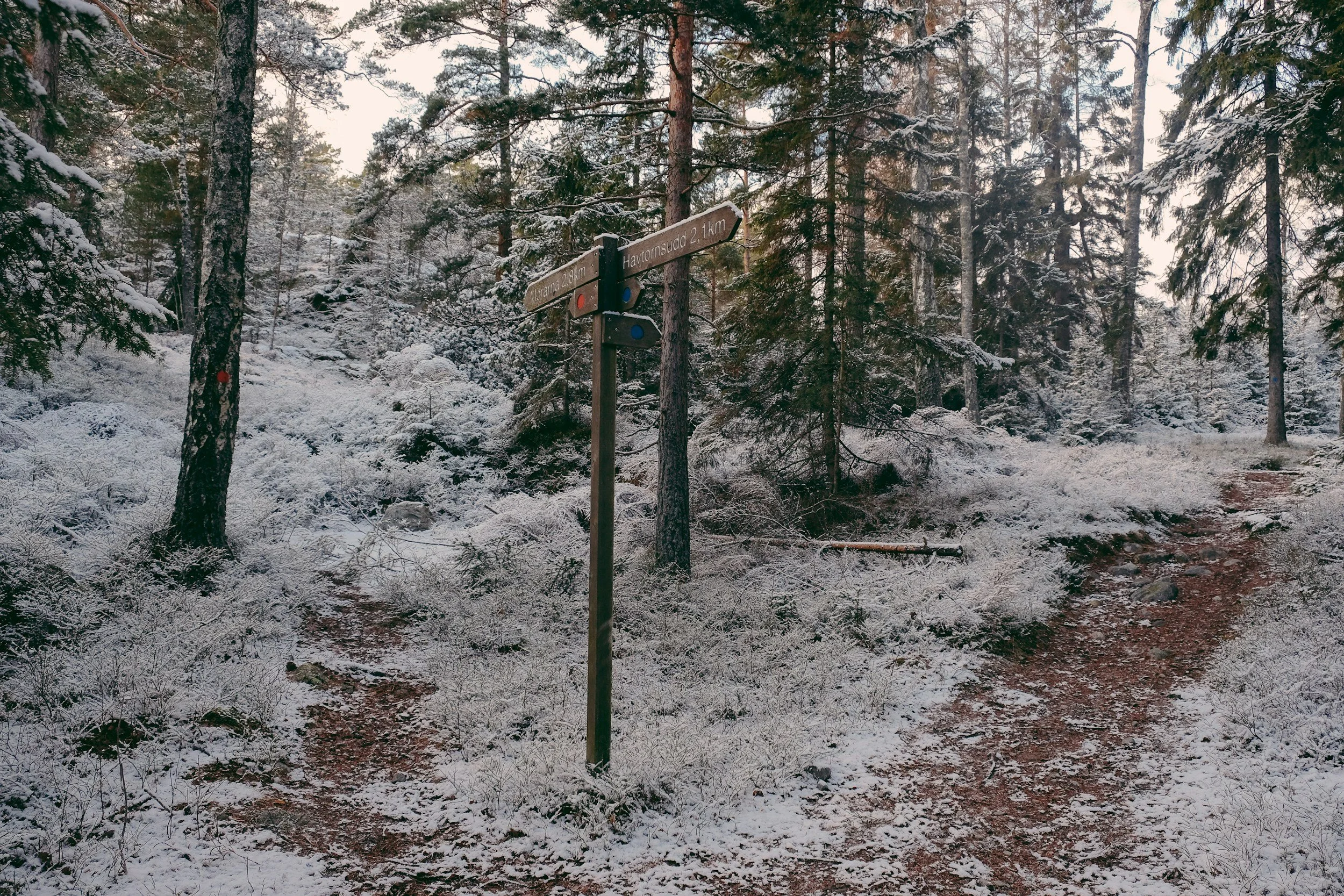 Snow-covered dirt trail in a dense forest with tall evergreen trees, and a wooden signpost with directions and distance markers.