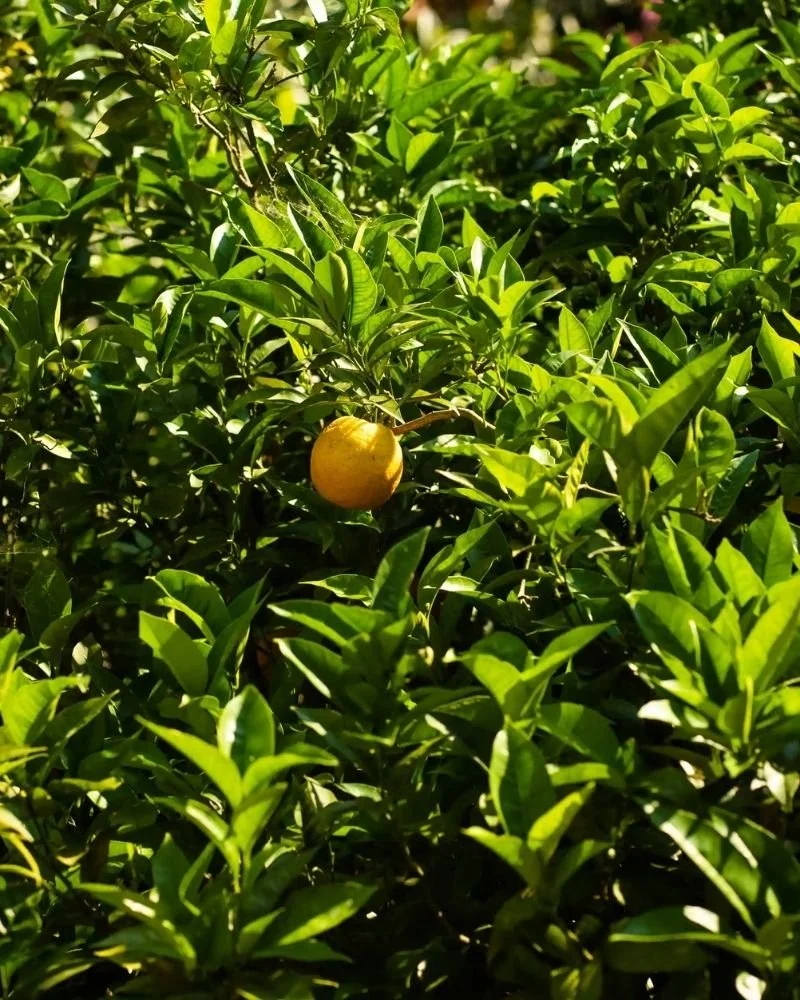 A yellow citrus fruit hanging on a green leafy tree.