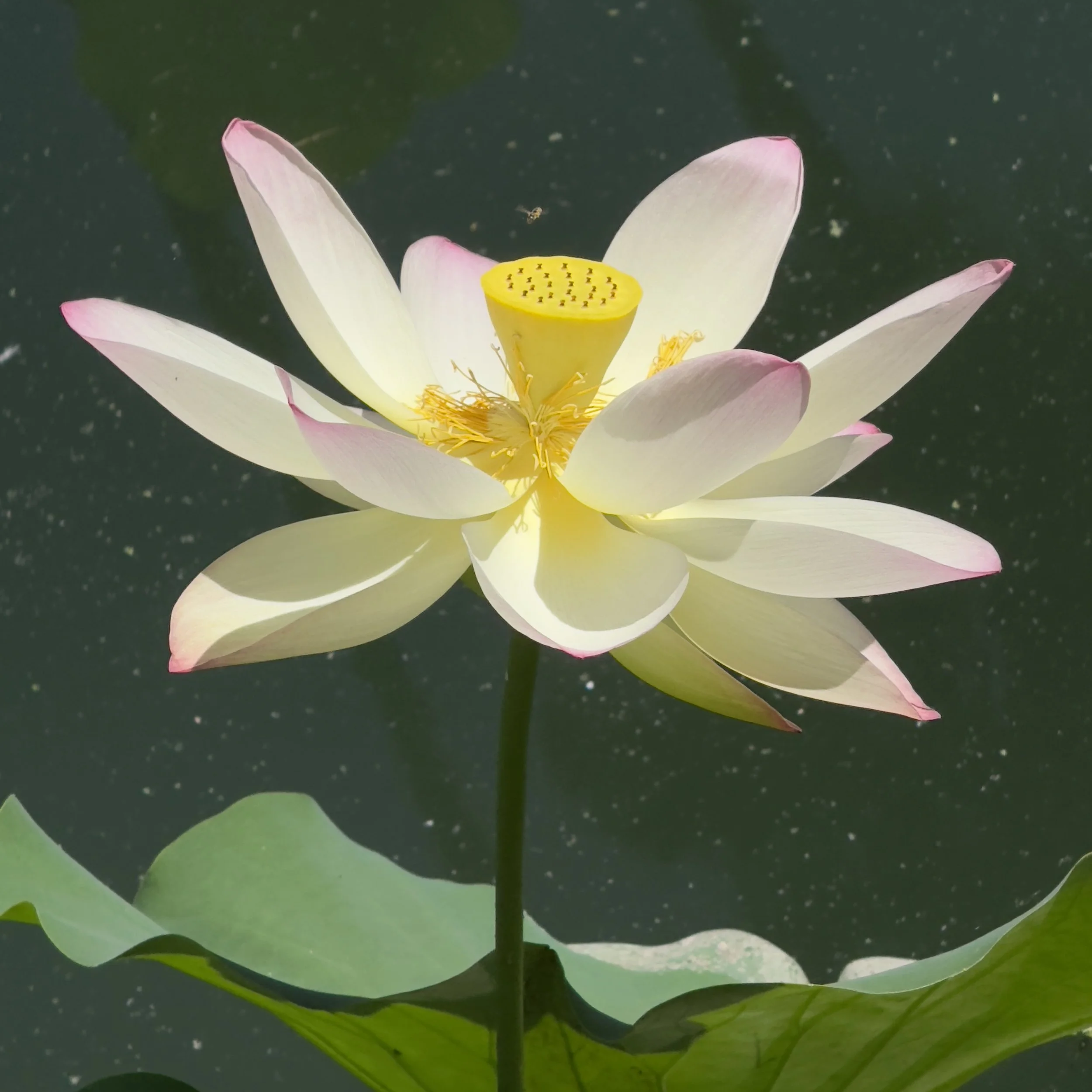 A blooming white lotus flower with pink-tipped petals and a yellow seed pod in the center, floating on dark water with green leaves.
