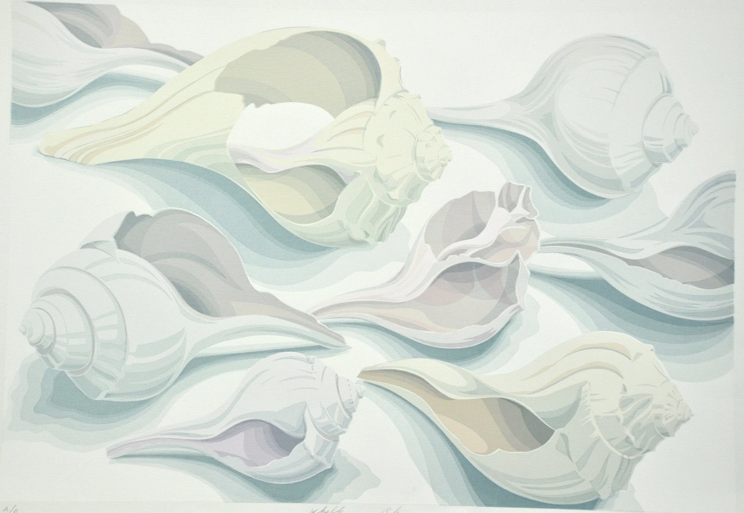 Whelk Rhymes 24 x 16.5