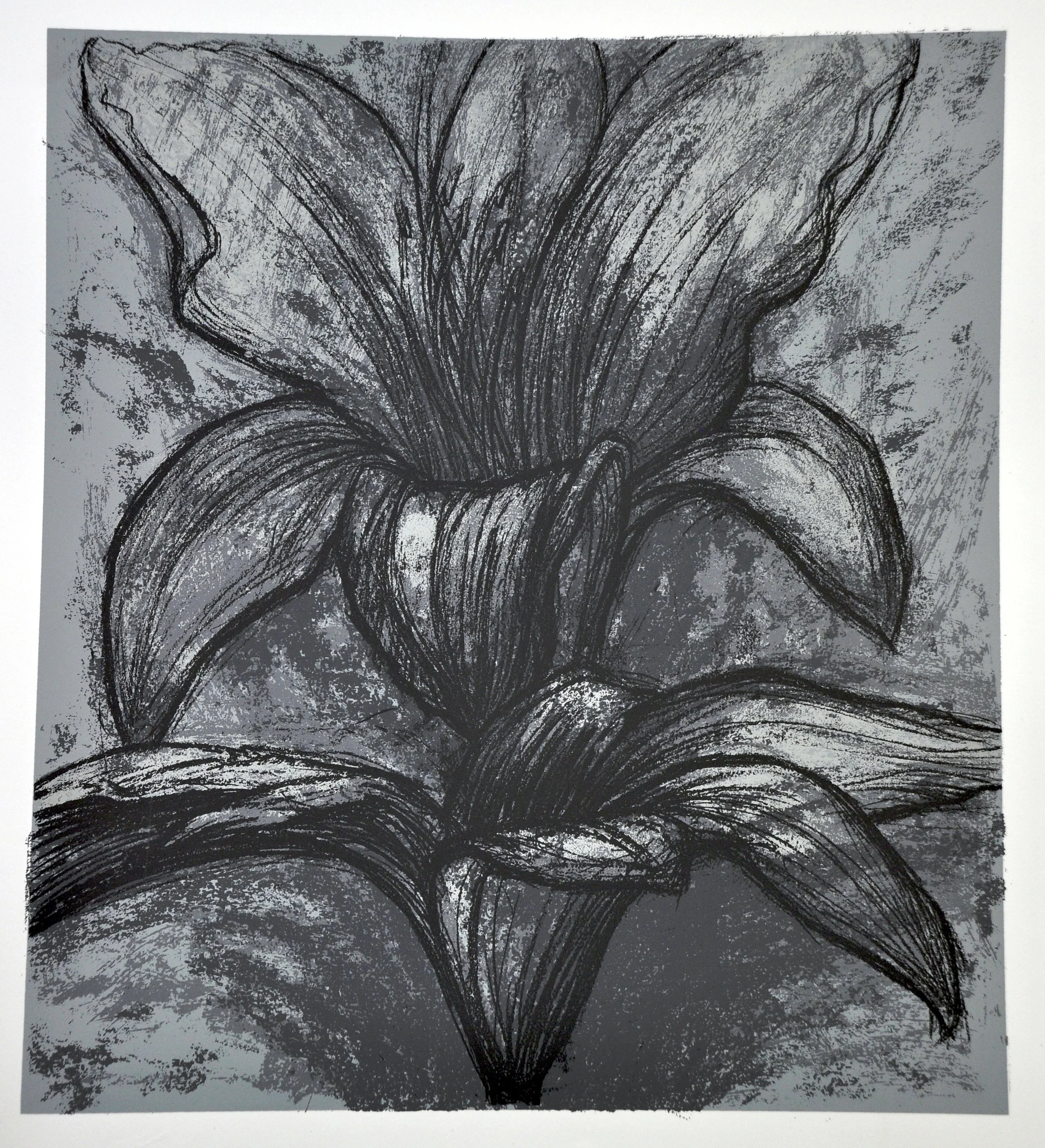 Lily #5 17.5 x 17.5