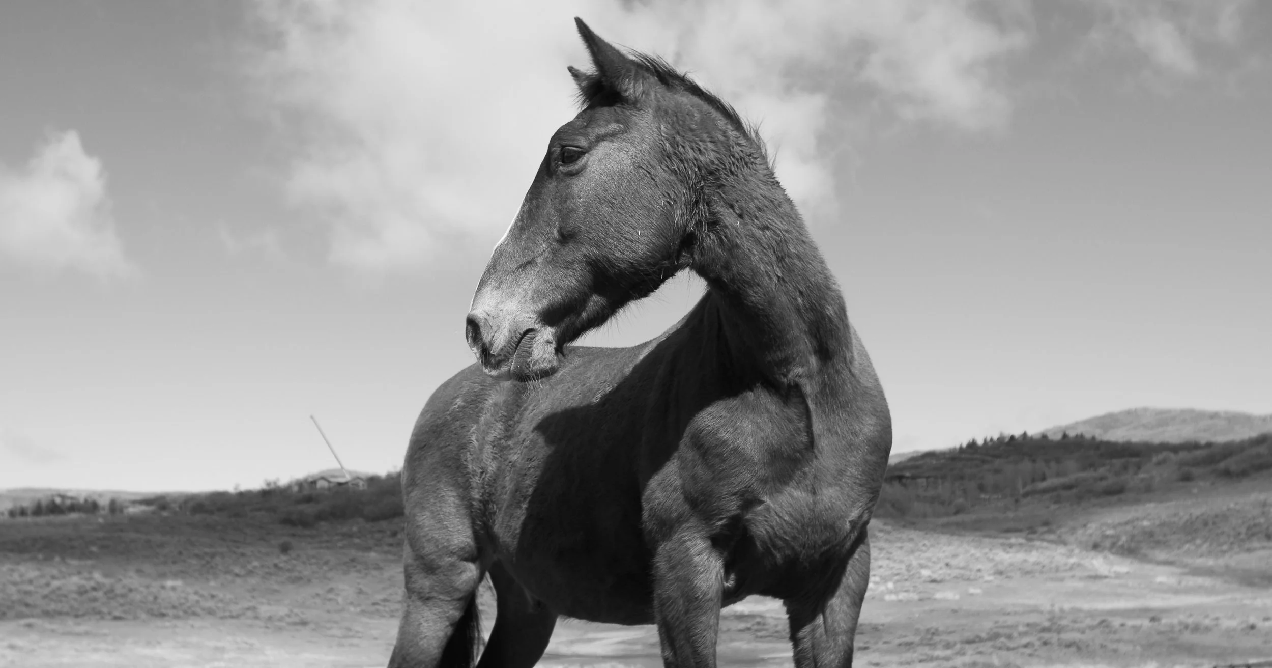 Josh Allen at Wild Heart Horse Sanctuary