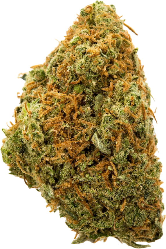 Close-up of a dense, resinous cannabis bud with orange hairs and green leaves.