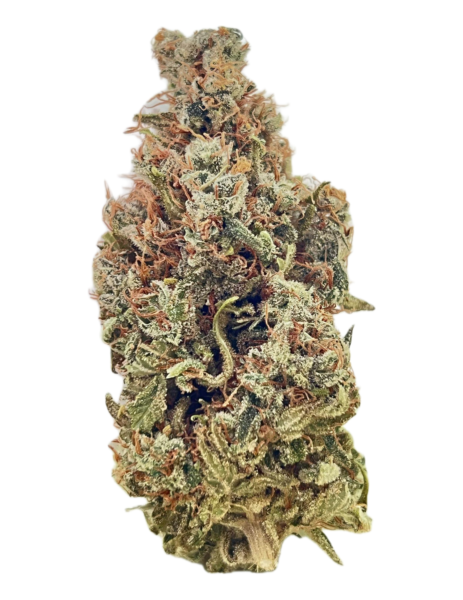 Close-up of a cannabis bud with frosty trichomes, orange hairs, and green leaves.