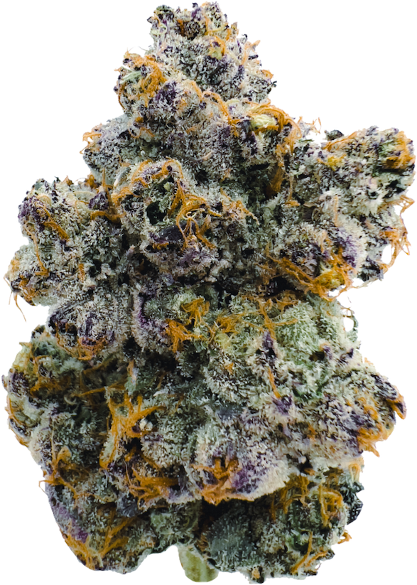 Close-up of a dense cluster of purple and green cannabis buds covered in white trichomes with orange pistils.