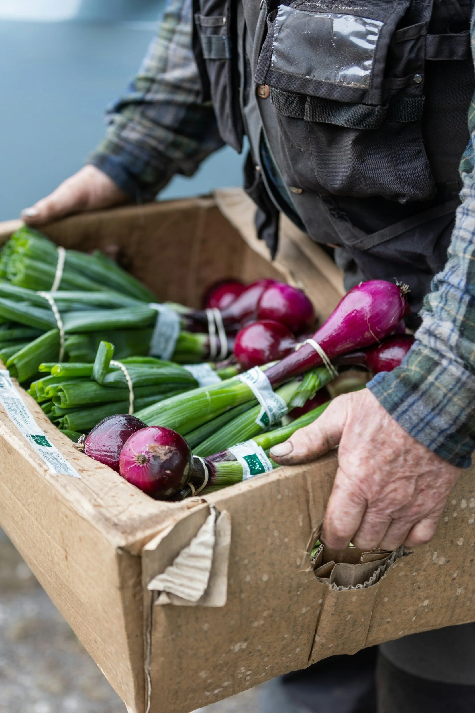 Close-up of a person holding a box of fresh green onions and red onions, with a background of water and sky.