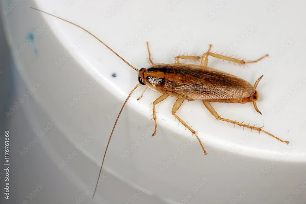 Why Follow-Up Visits Are Important for German Roach Control — And How We Treat Them