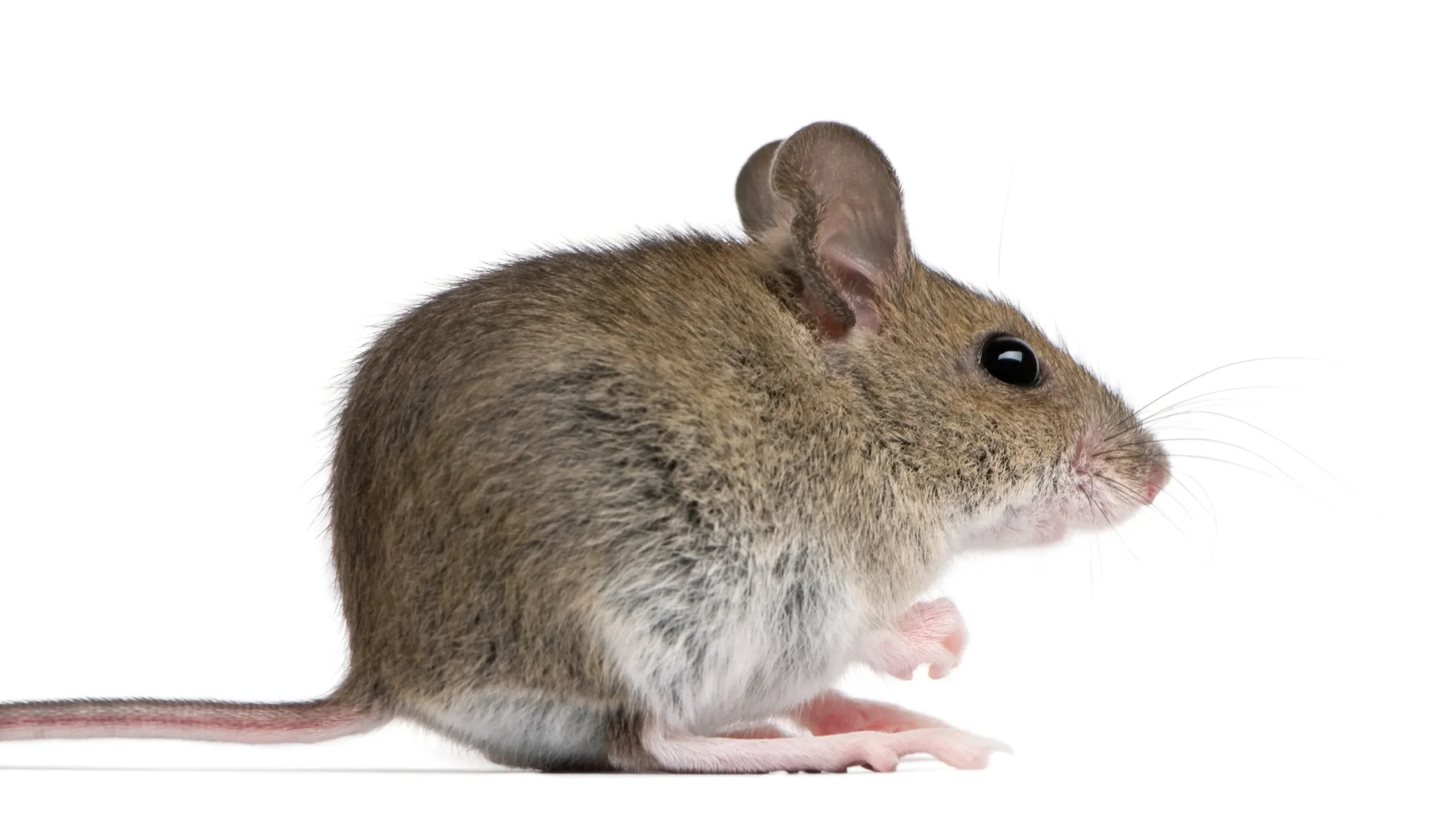 Mice in Queens: How We Keep Them Out for Good