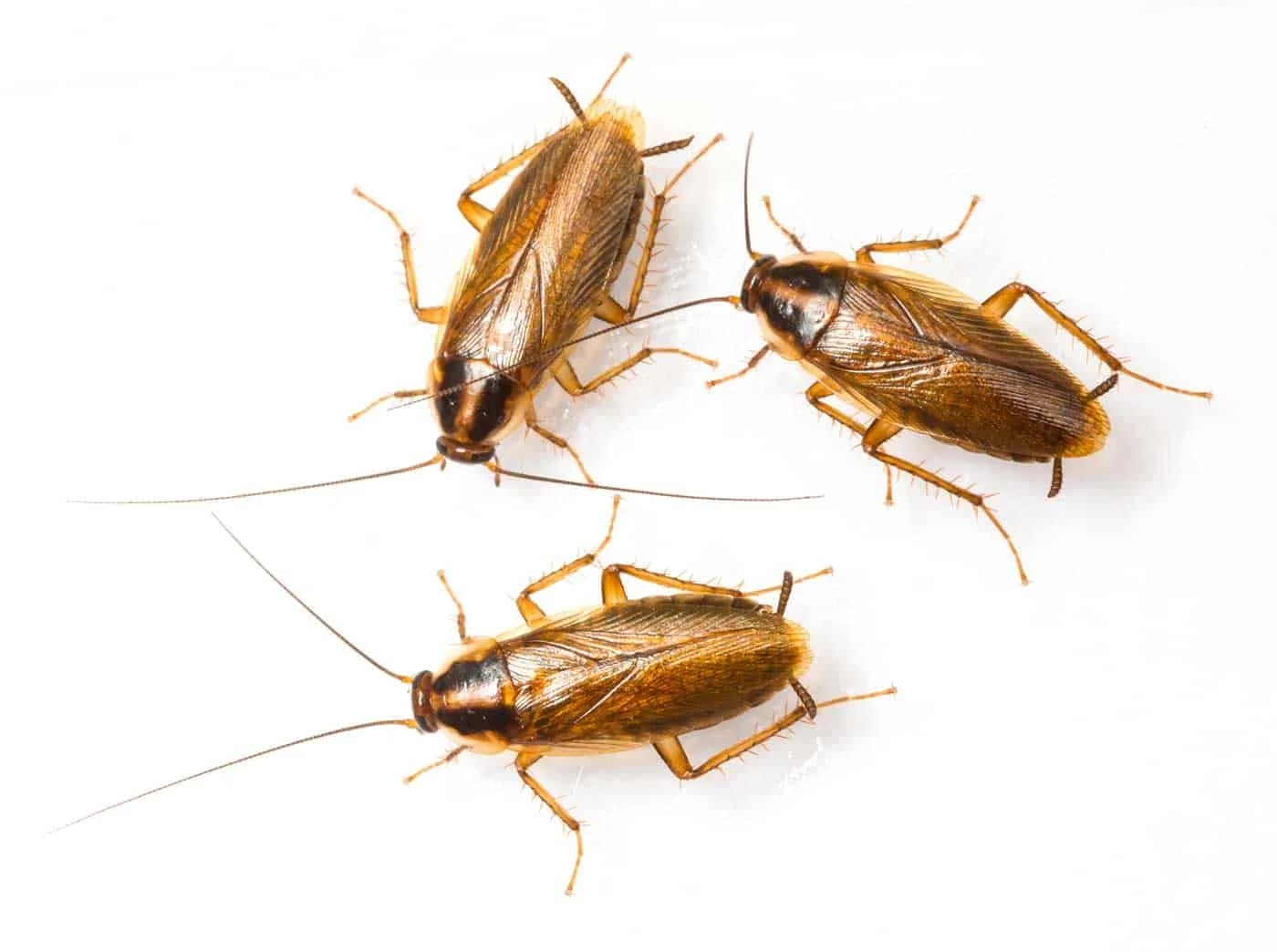German Roaches in Queens &amp; NYC: What Every Homeowner Should Know