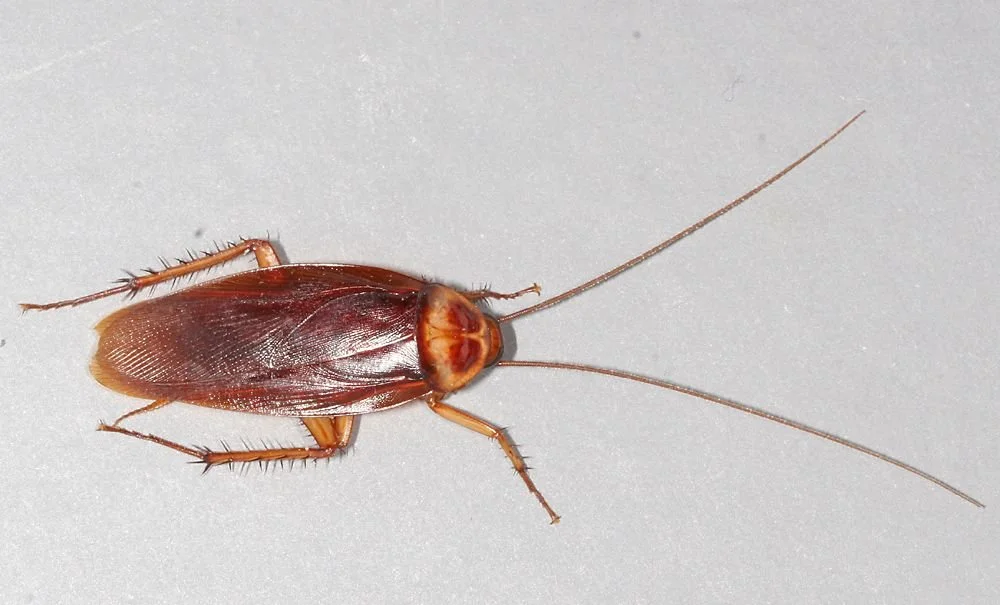 American Roaches in Queens &amp; NYC: What Every Homeowner Should Know
