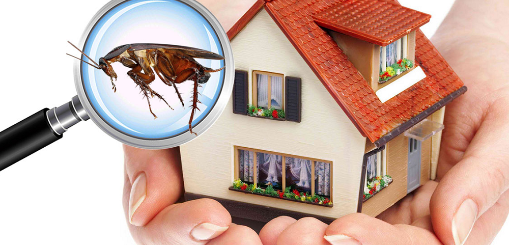 Why Routine Pest Control Maintenance Matters for Homes and Businesses in Queens &amp; NYC